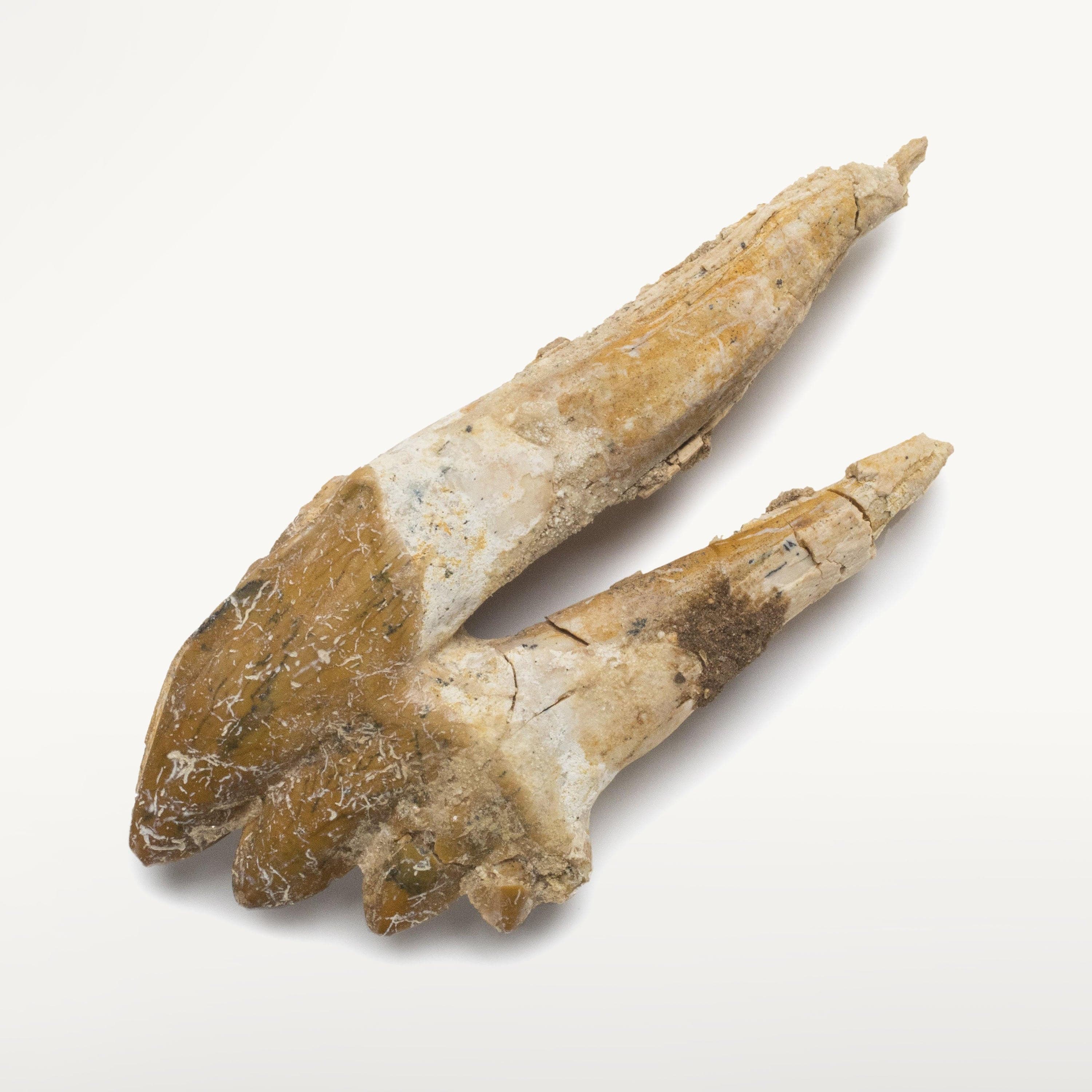 Kalifano Basilosaurus Teeth Natural Prehistoric Basilosaurus Whale Tooth from Morocco - 3.8 in BST1400.001