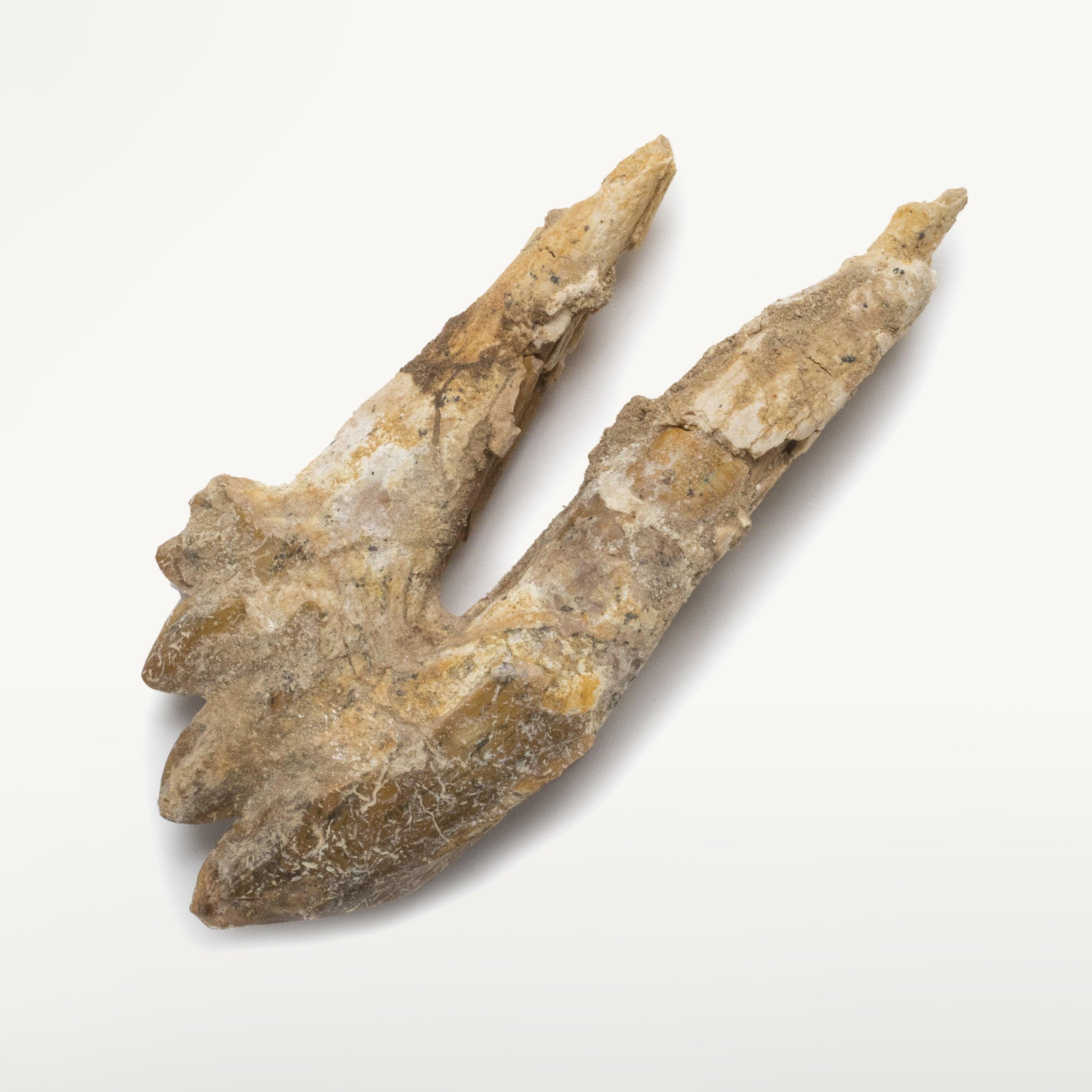Kalifano Basilosaurus Teeth Natural Prehistoric Basilosaurus Whale Tooth from Morocco - 3.8 in BST1400.001