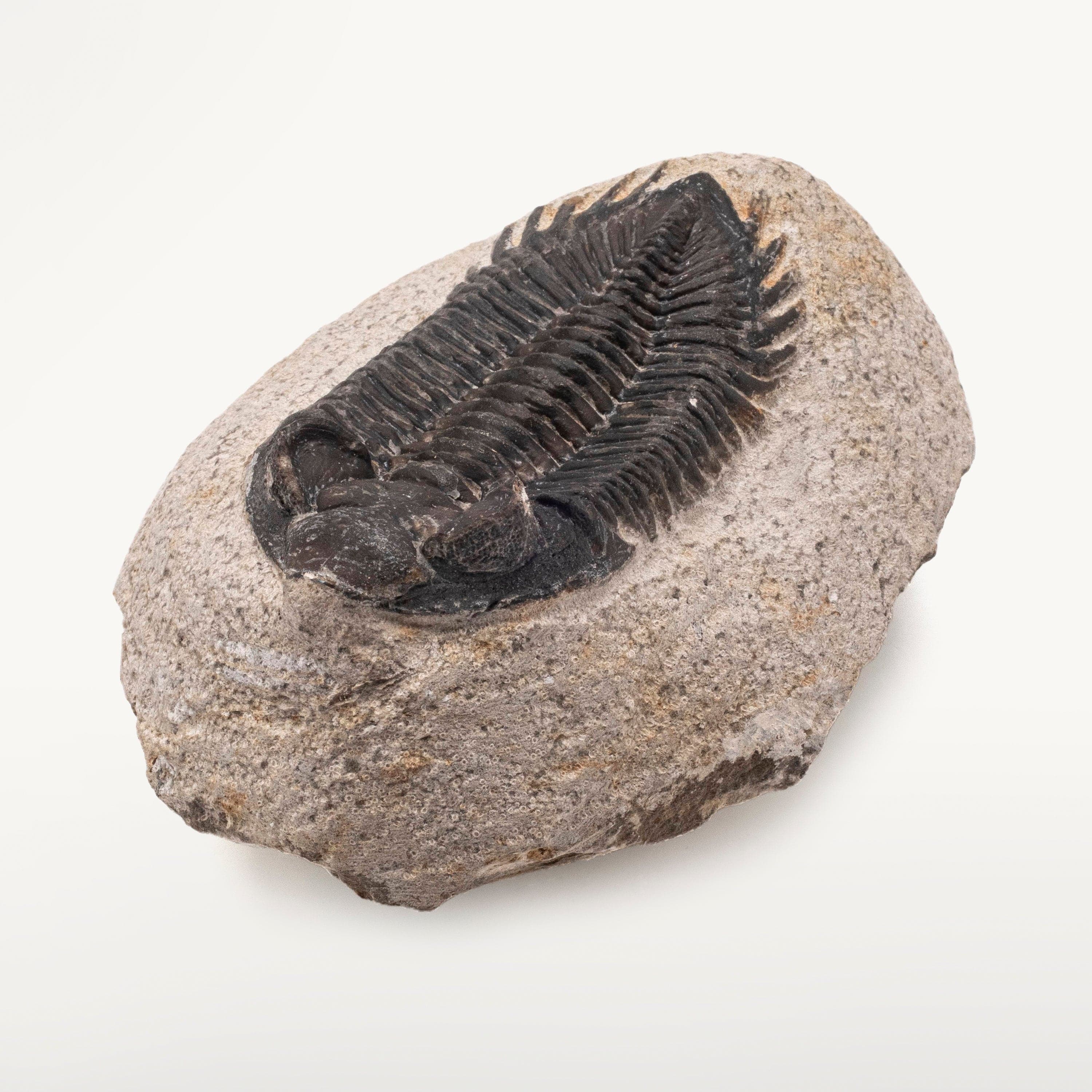 Kalifano Fossils & Minerals TR200 - Trilobite - Morocco TR200