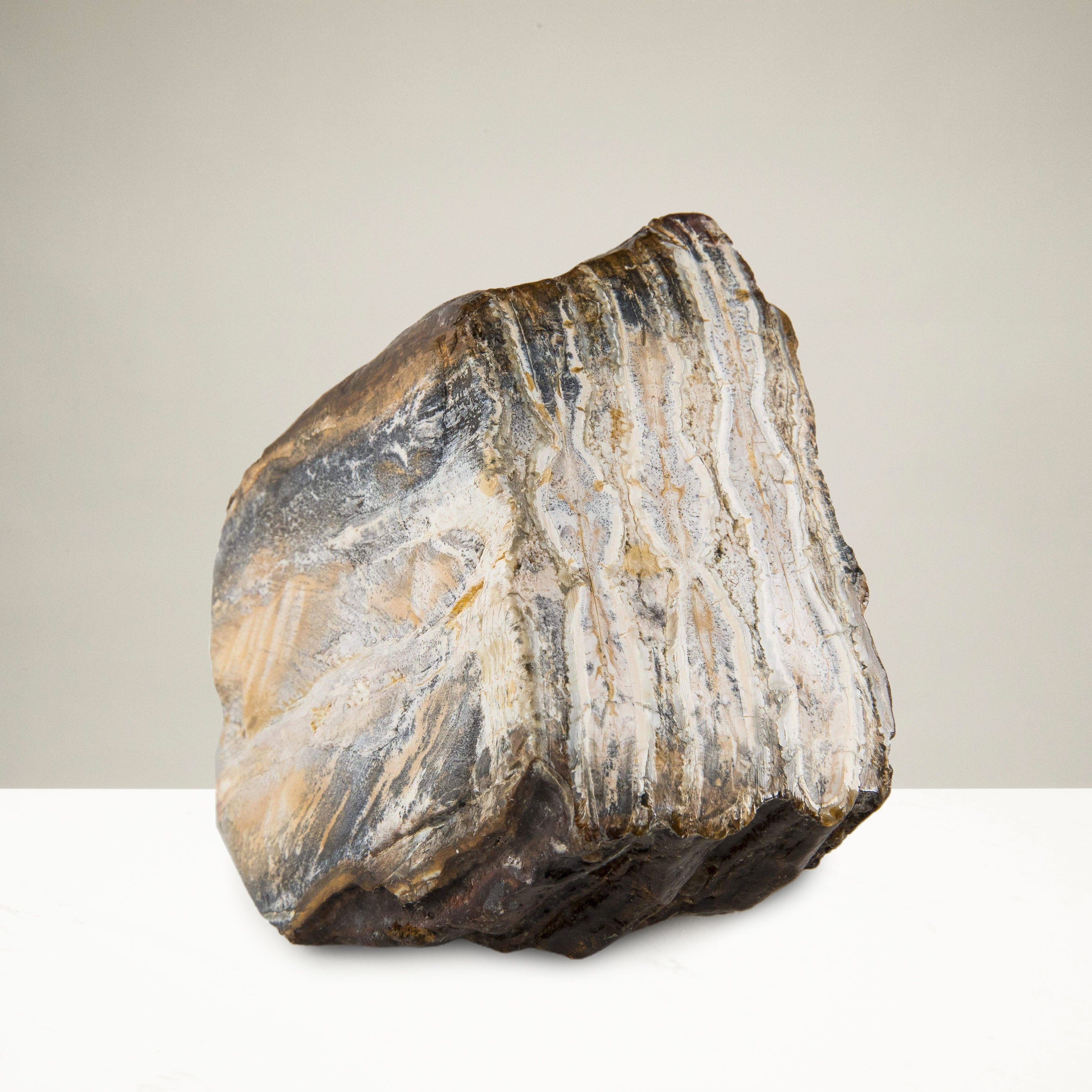 Kalifano Mammoth Molars Authentic Polished Columbian Mammoth Molar Section - 2.75 in WM800.002