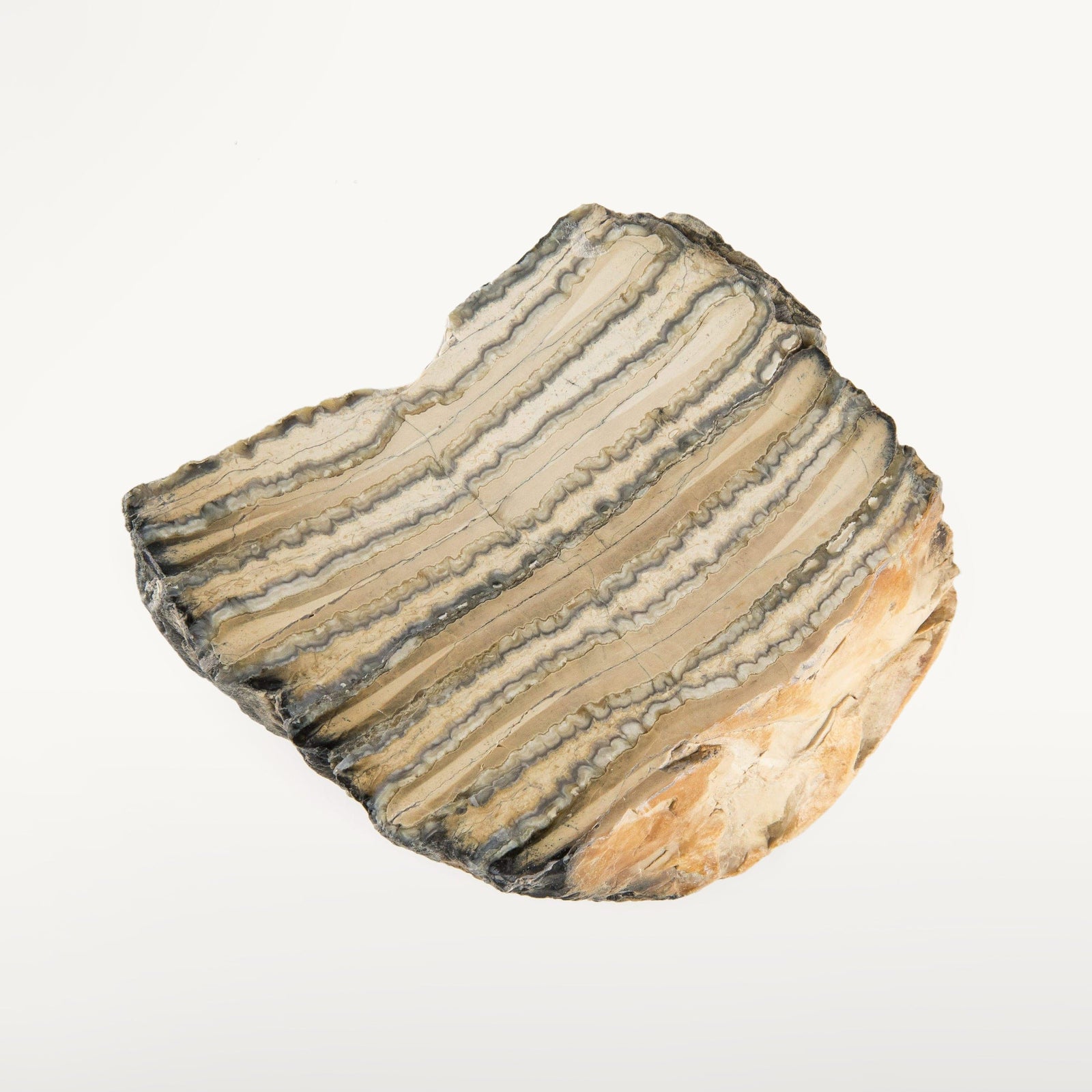 Kalifano Mammoth Molars Authentic Polished Columbian Mammoth Molar Section - 4 in WM1200.004
