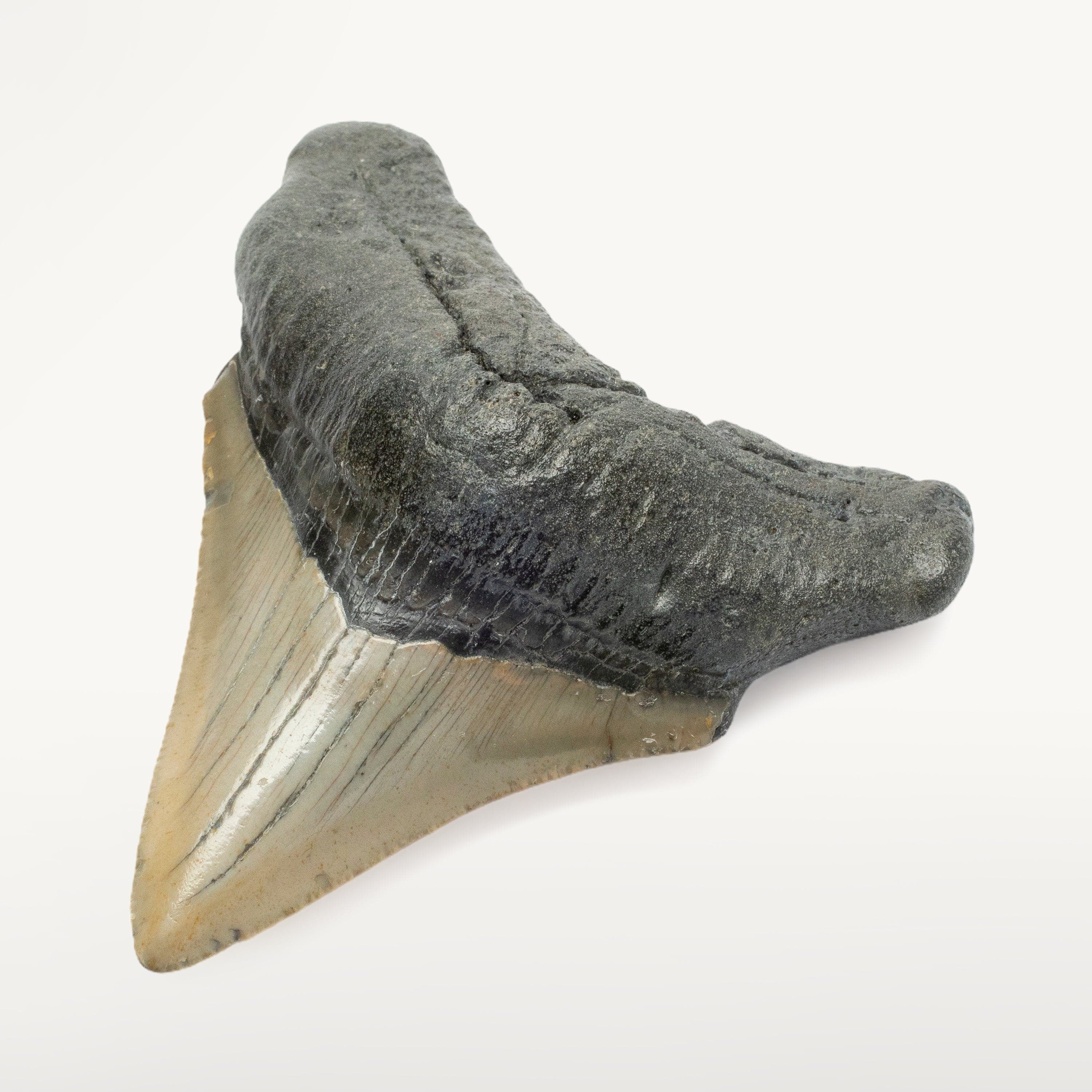 Kalifano Megalodon Teeth Megalodon Tooth from South Carolina - 3.4" ST1400.037