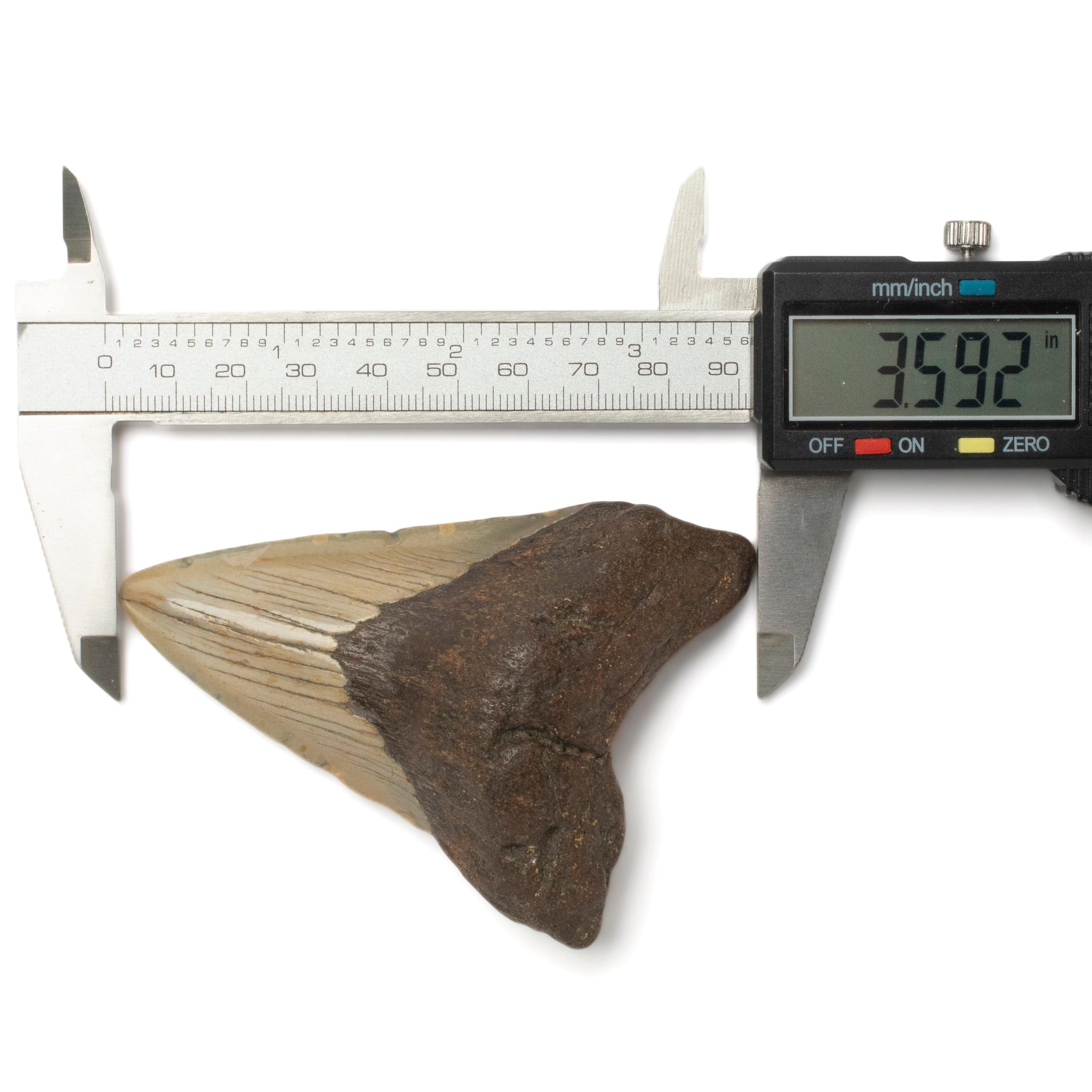 Kalifano Megalodon Teeth Megalodon Tooth from South Carolina - 3.4" ST1400.042