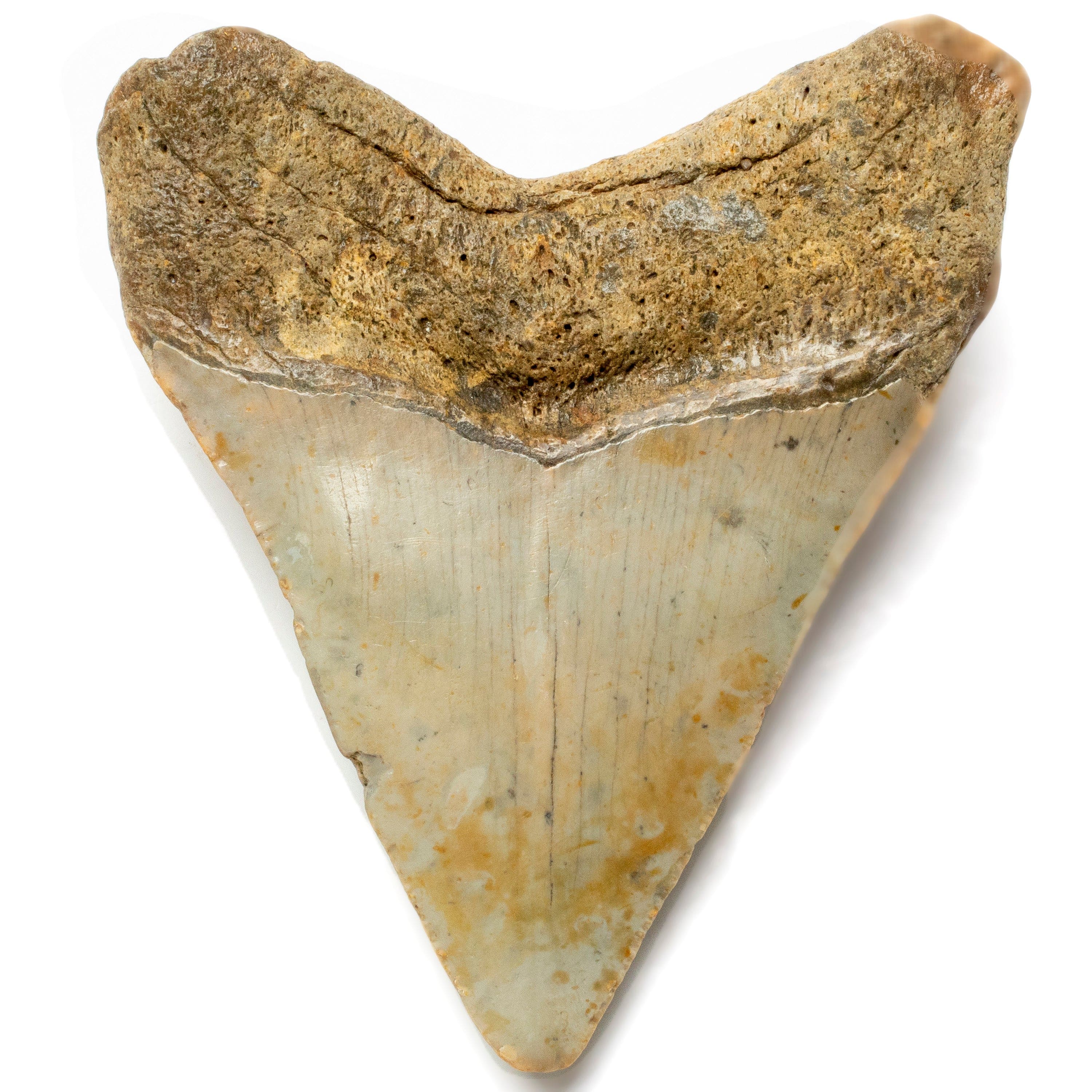 Kalifano Megalodon Teeth Megalodon Tooth from South Carolina - 3.6" ST1600.026