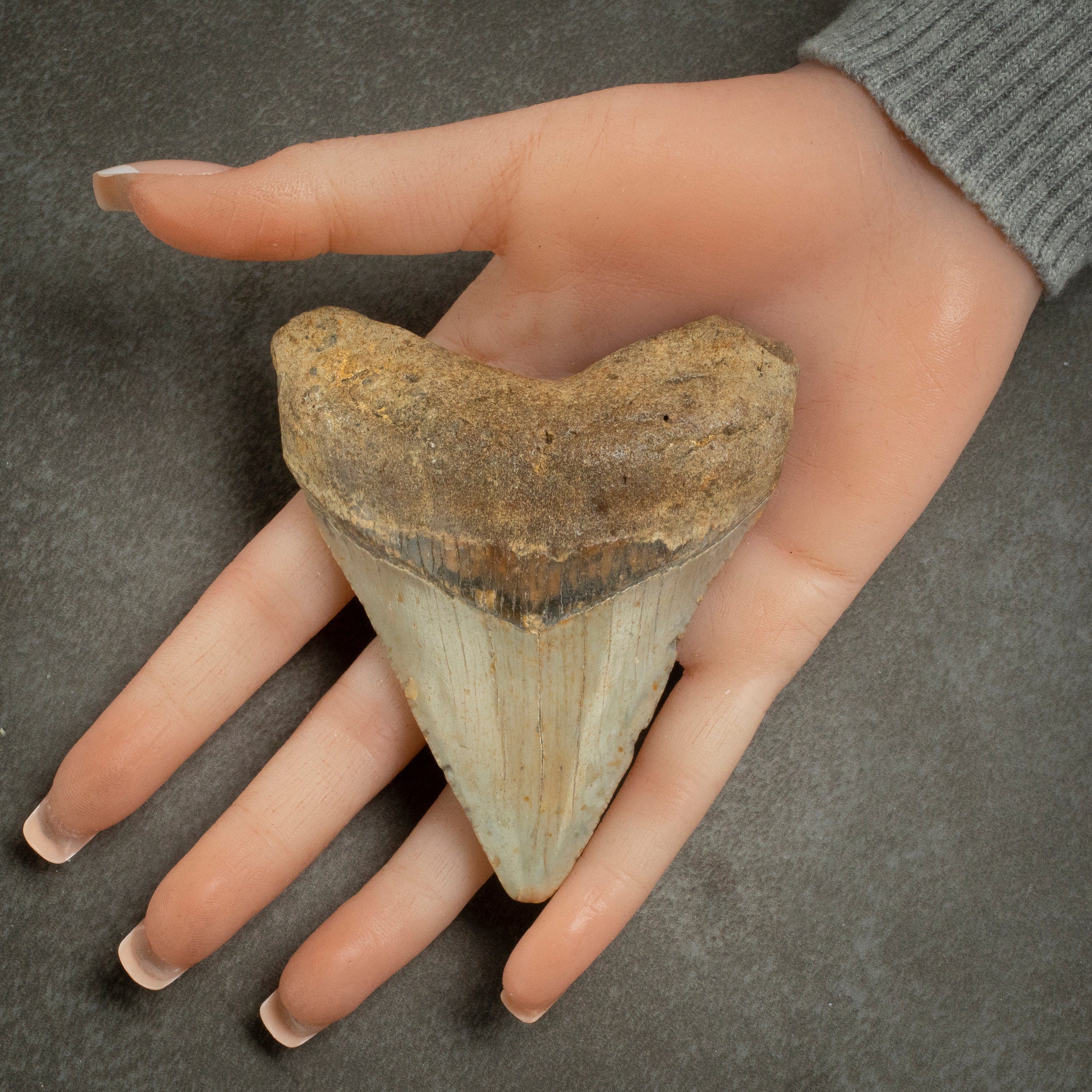 Kalifano Megalodon Teeth Megalodon Tooth from South Carolina - 3.6" ST1600.026
