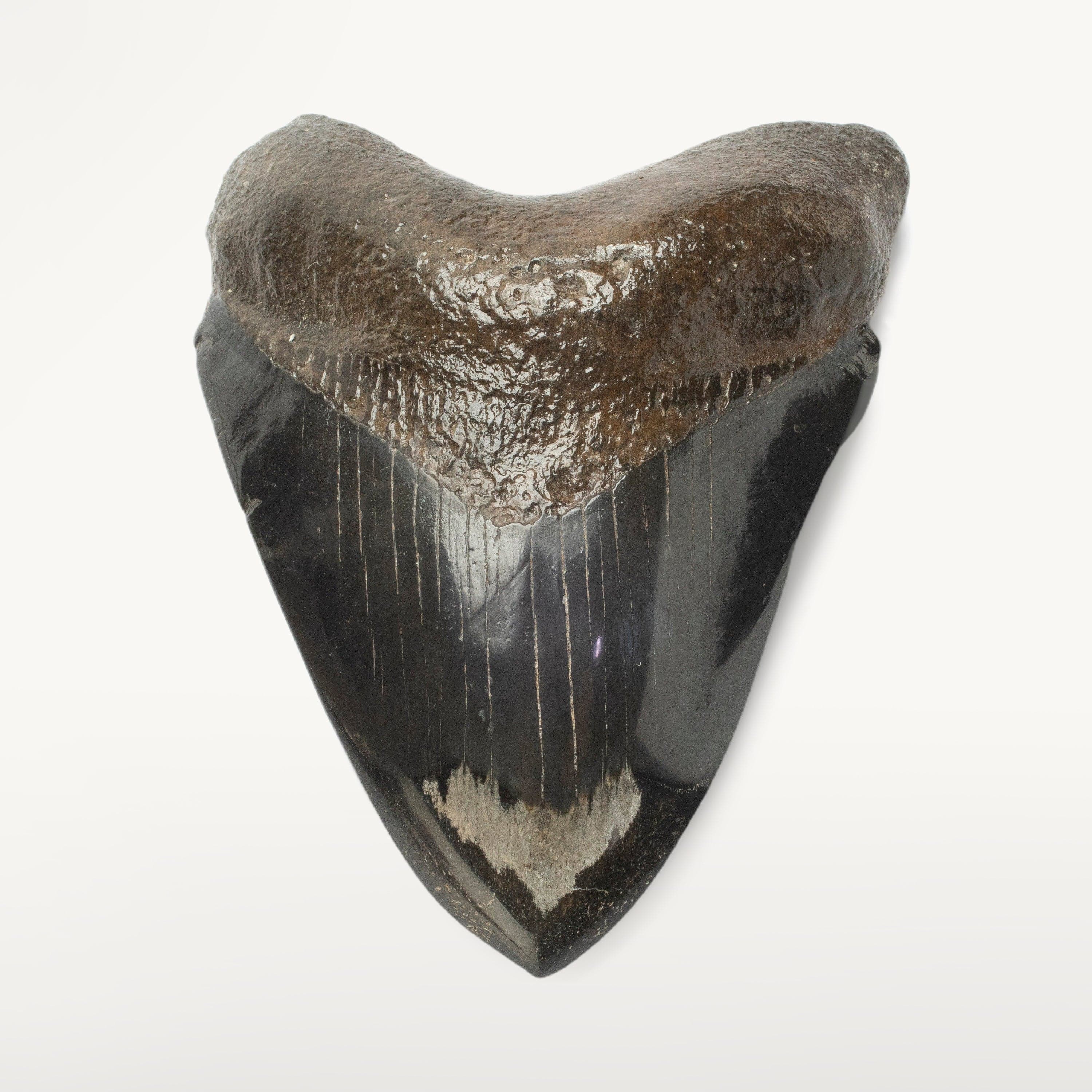 Kalifano Megalodon Teeth Megalodon Tooth from South Carolina - 3.7" ST2000.107