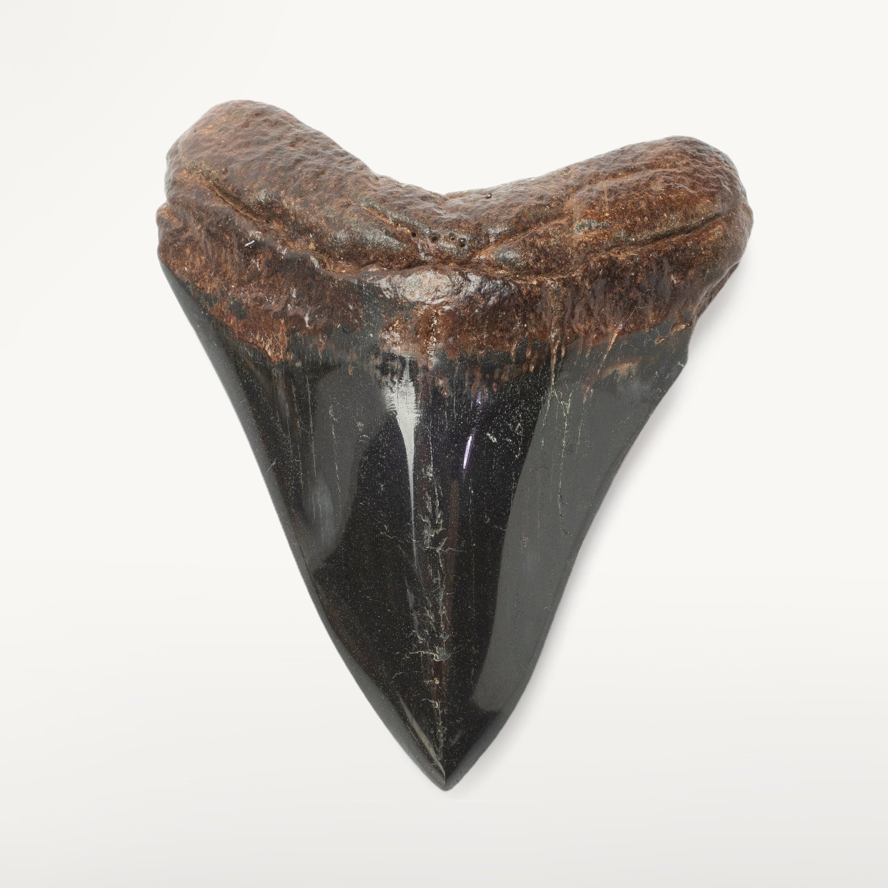 Kalifano Megalodon Teeth Megalodon Tooth from South Carolina - 3.8" ST2000.114