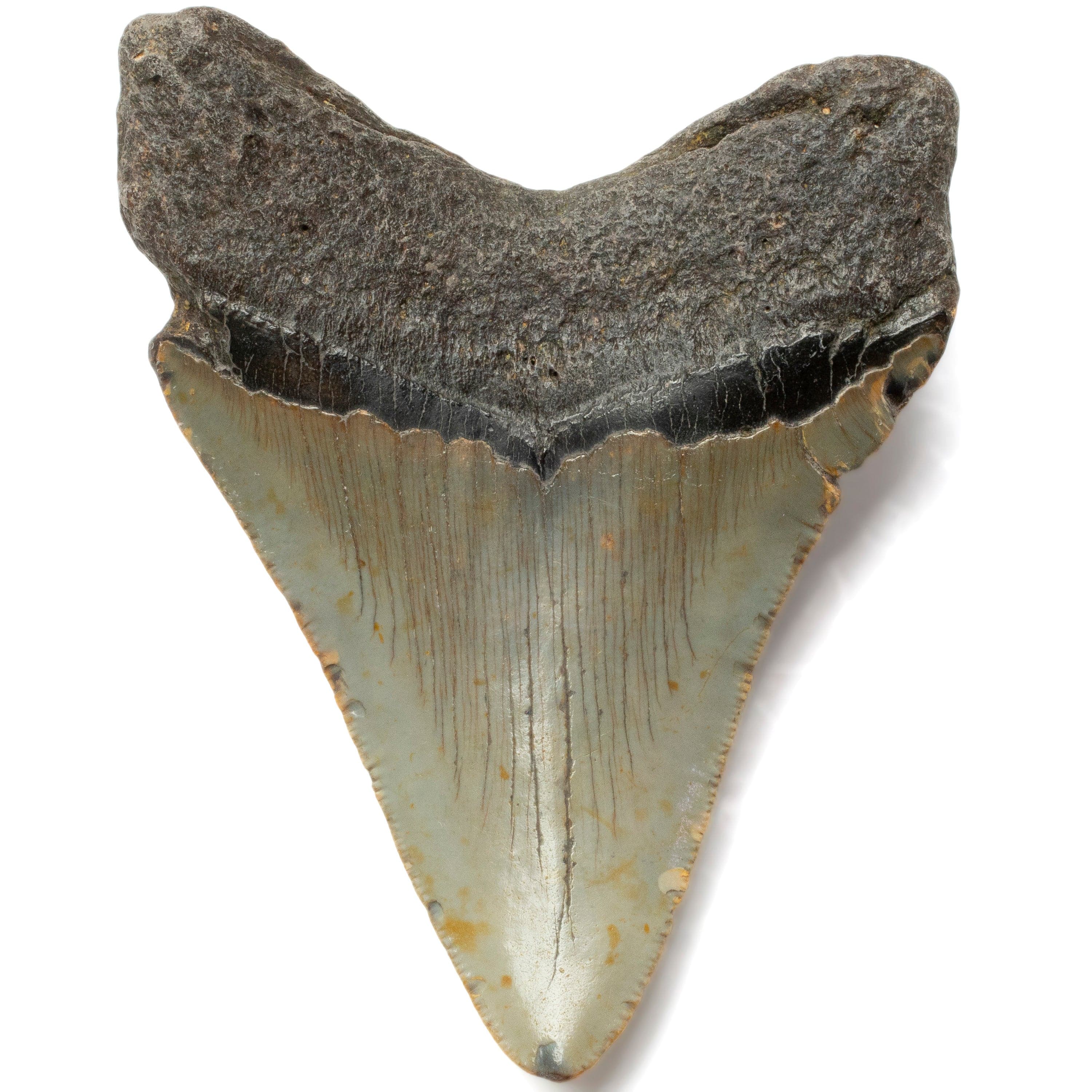 Kalifano Megalodon Teeth Megalodon Tooth from South Carolina - 3.9" ST1600.030