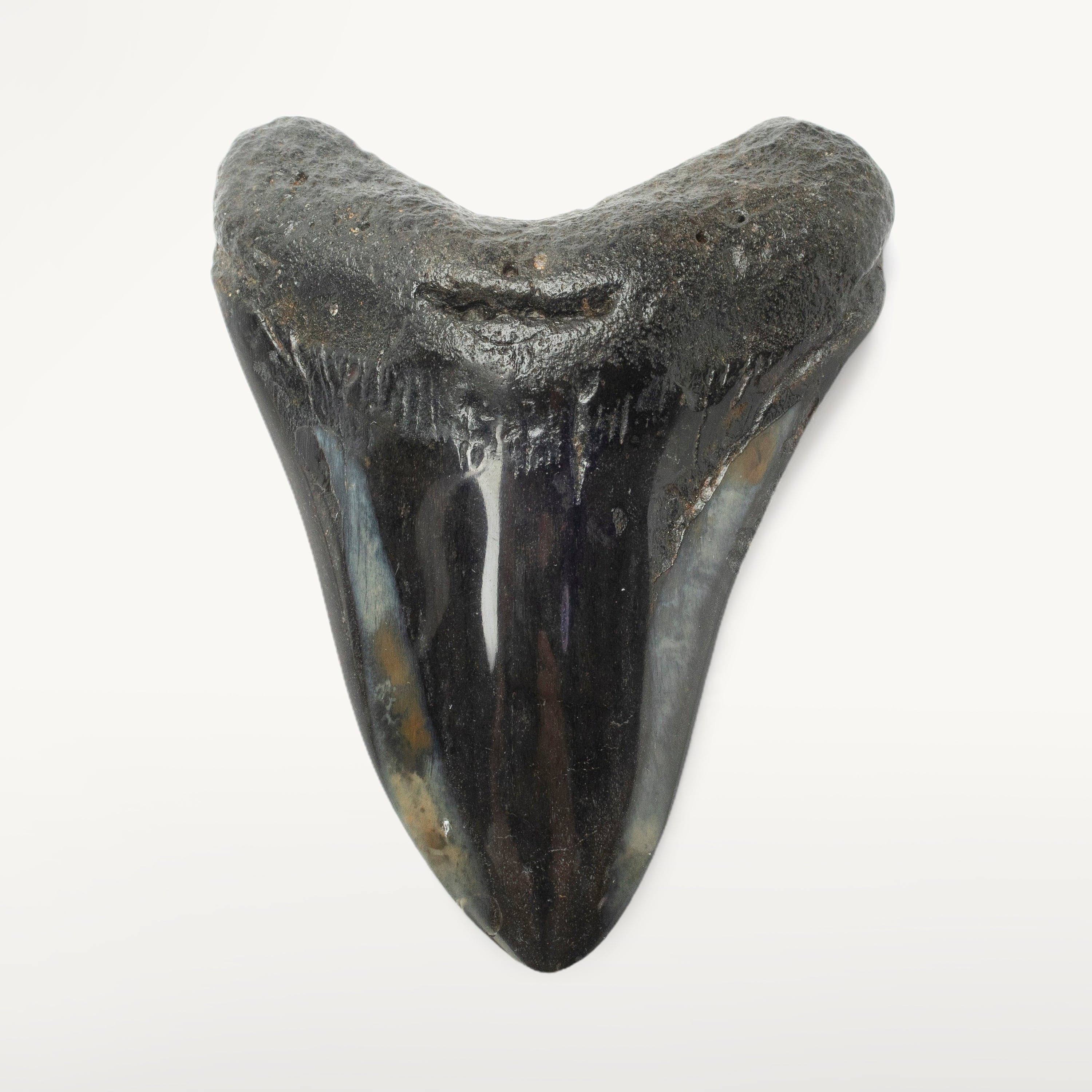 Kalifano Megalodon Teeth Megalodon Tooth from South Carolina - 3.9" ST2000.101