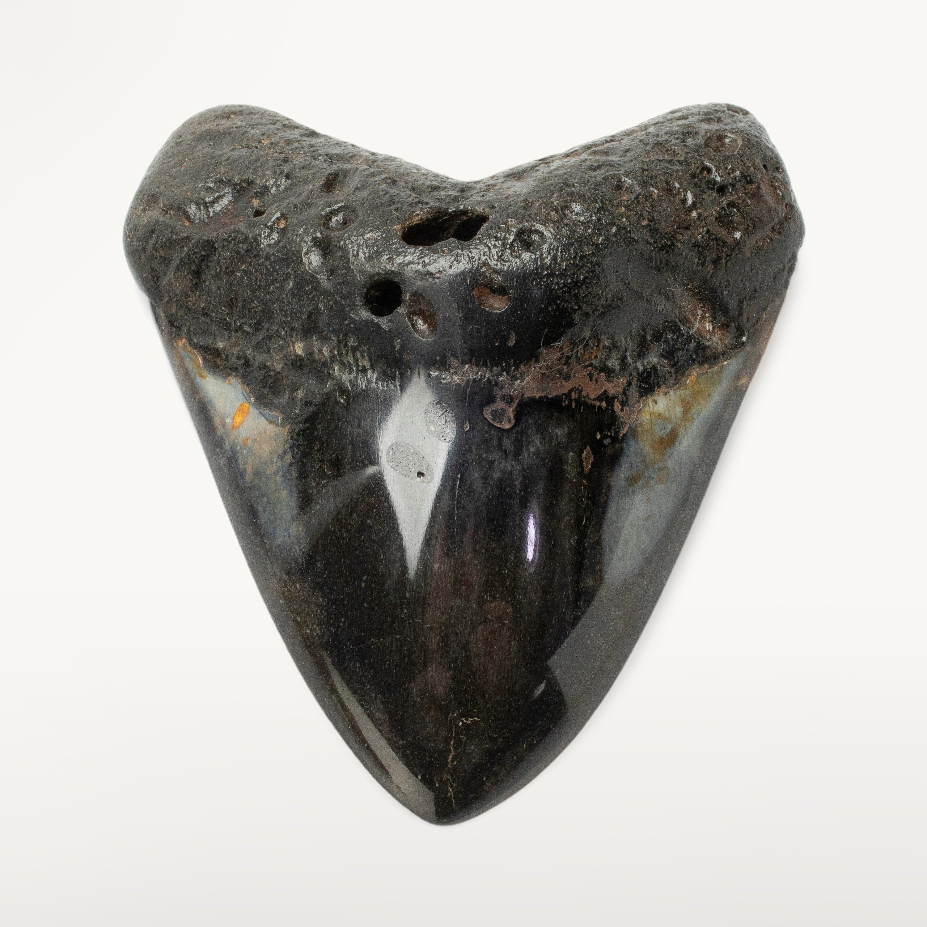 Kalifano Megalodon Teeth Megalodon Tooth from South Carolina - 3.9" ST2000.115