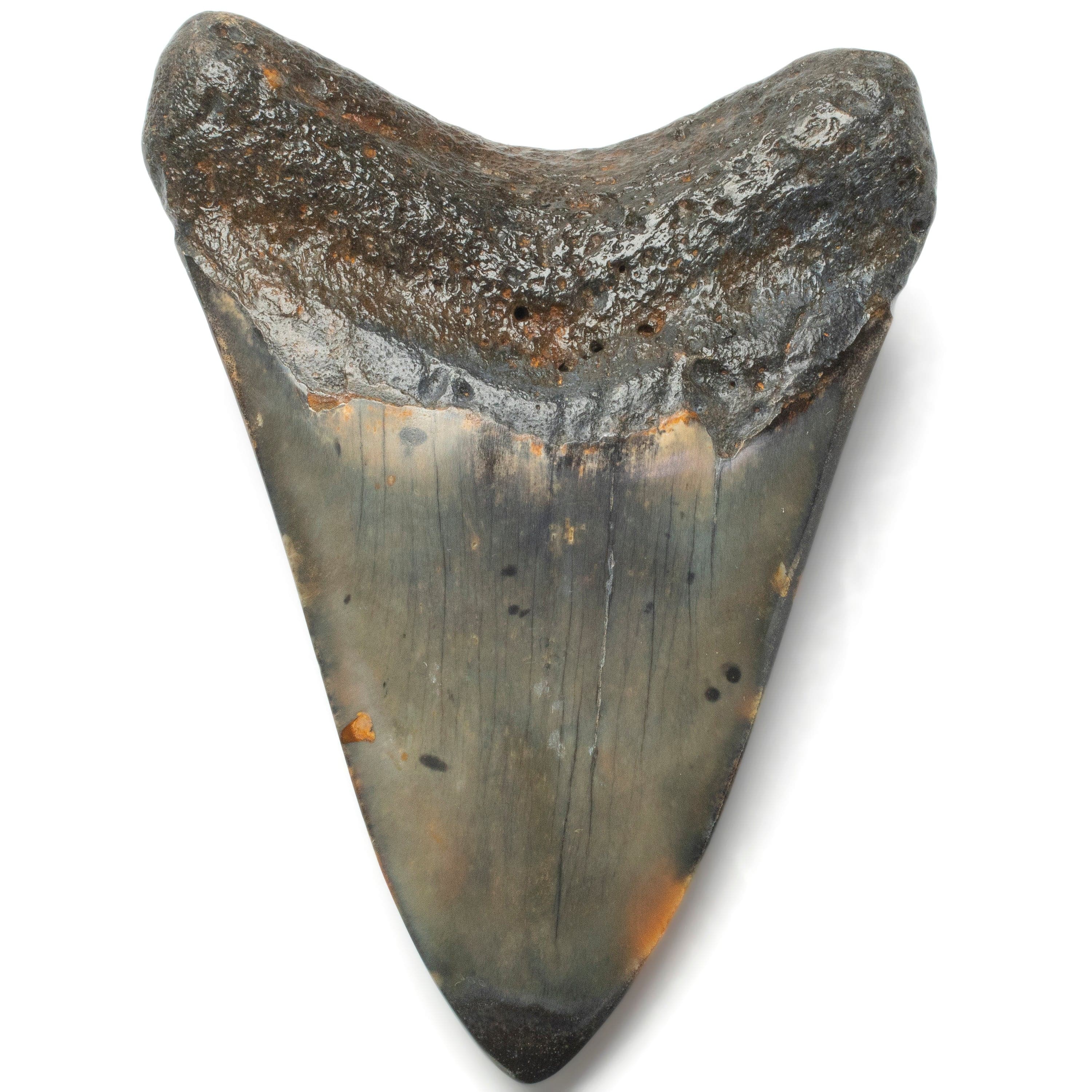 Kalifano Megalodon Teeth Megalodon Tooth from South Carolina - 4.0" ST2000.106