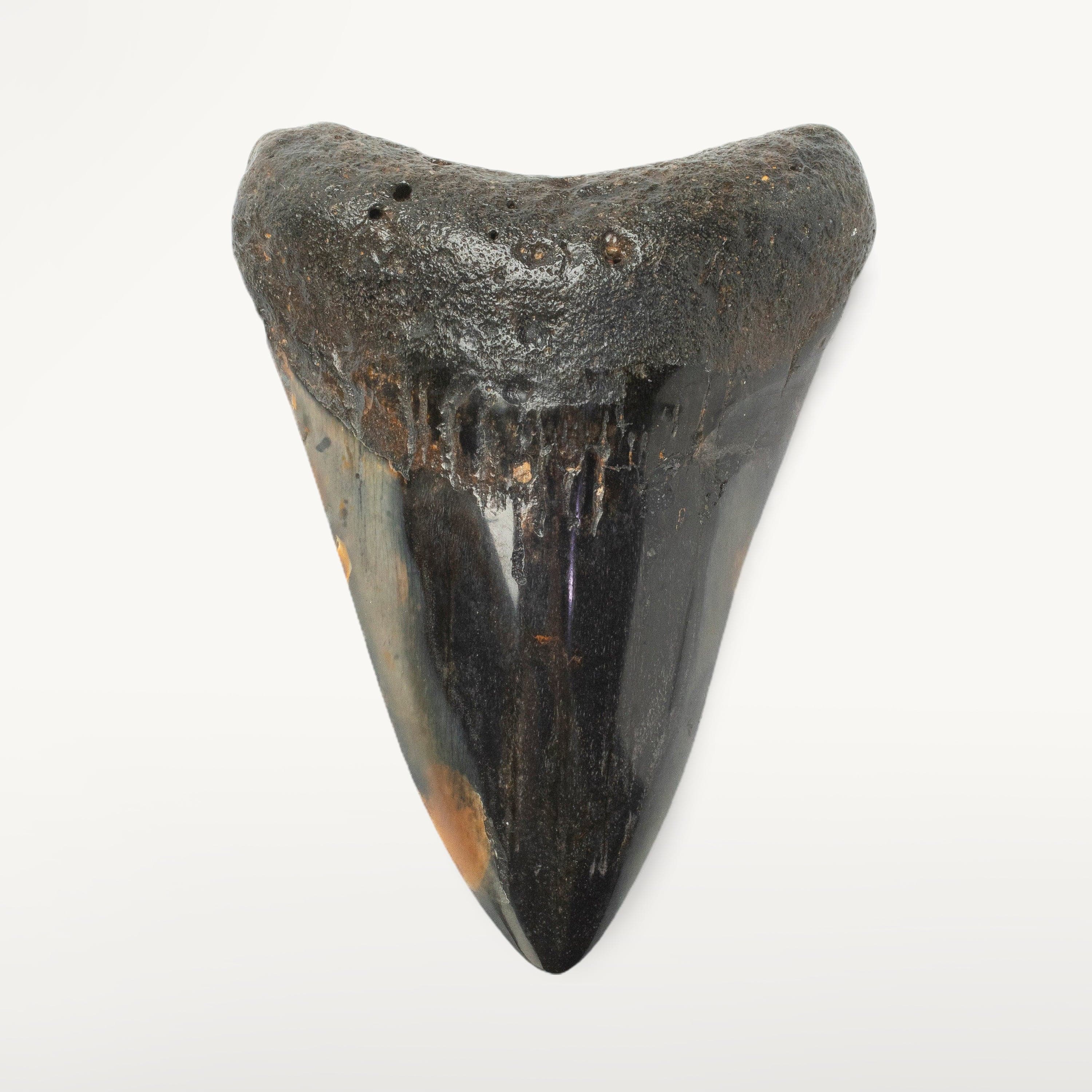 Kalifano Megalodon Teeth Megalodon Tooth from South Carolina - 4.0" ST2000.106