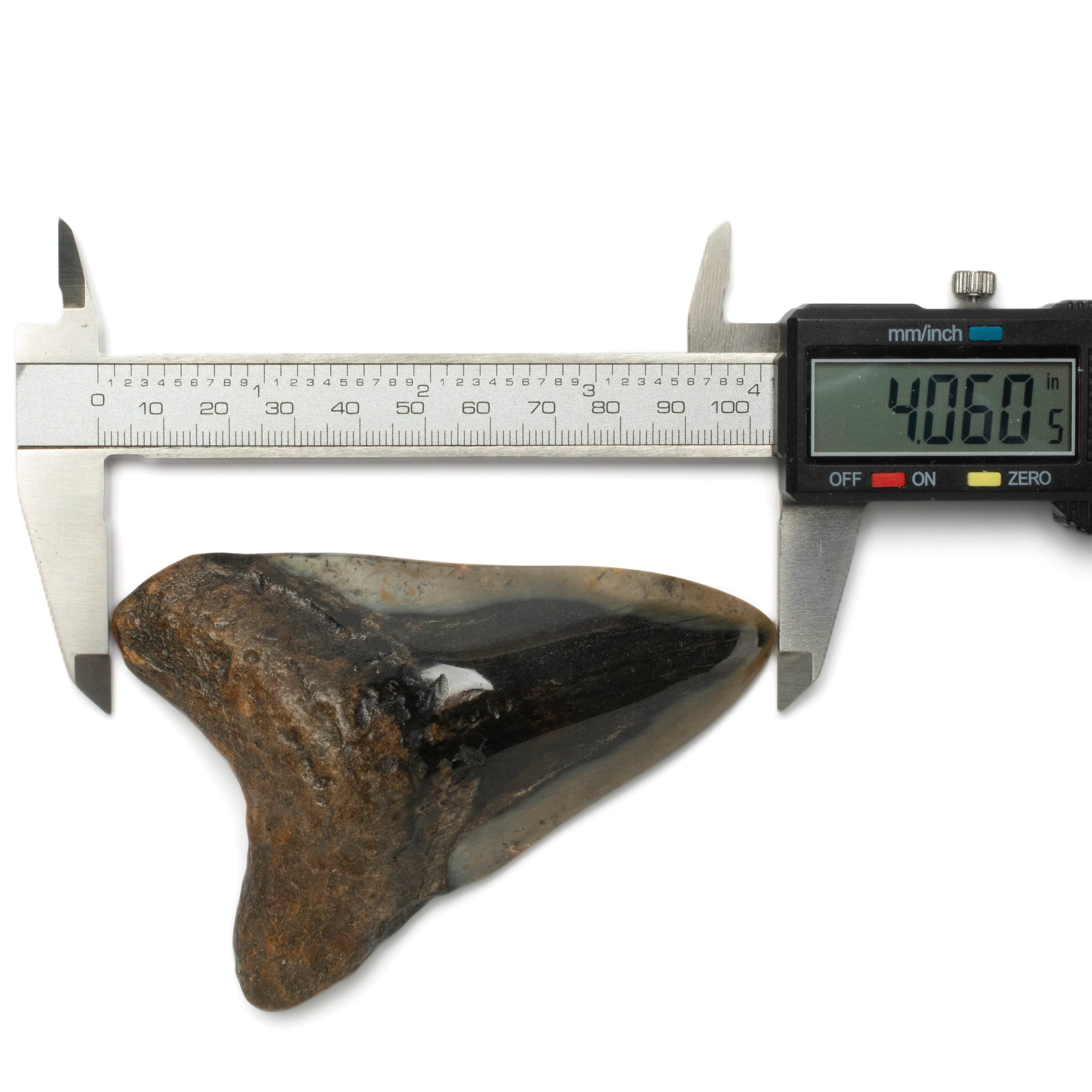 Kalifano Megalodon Teeth Megalodon Tooth from South Carolina - 4.0" ST2000.118