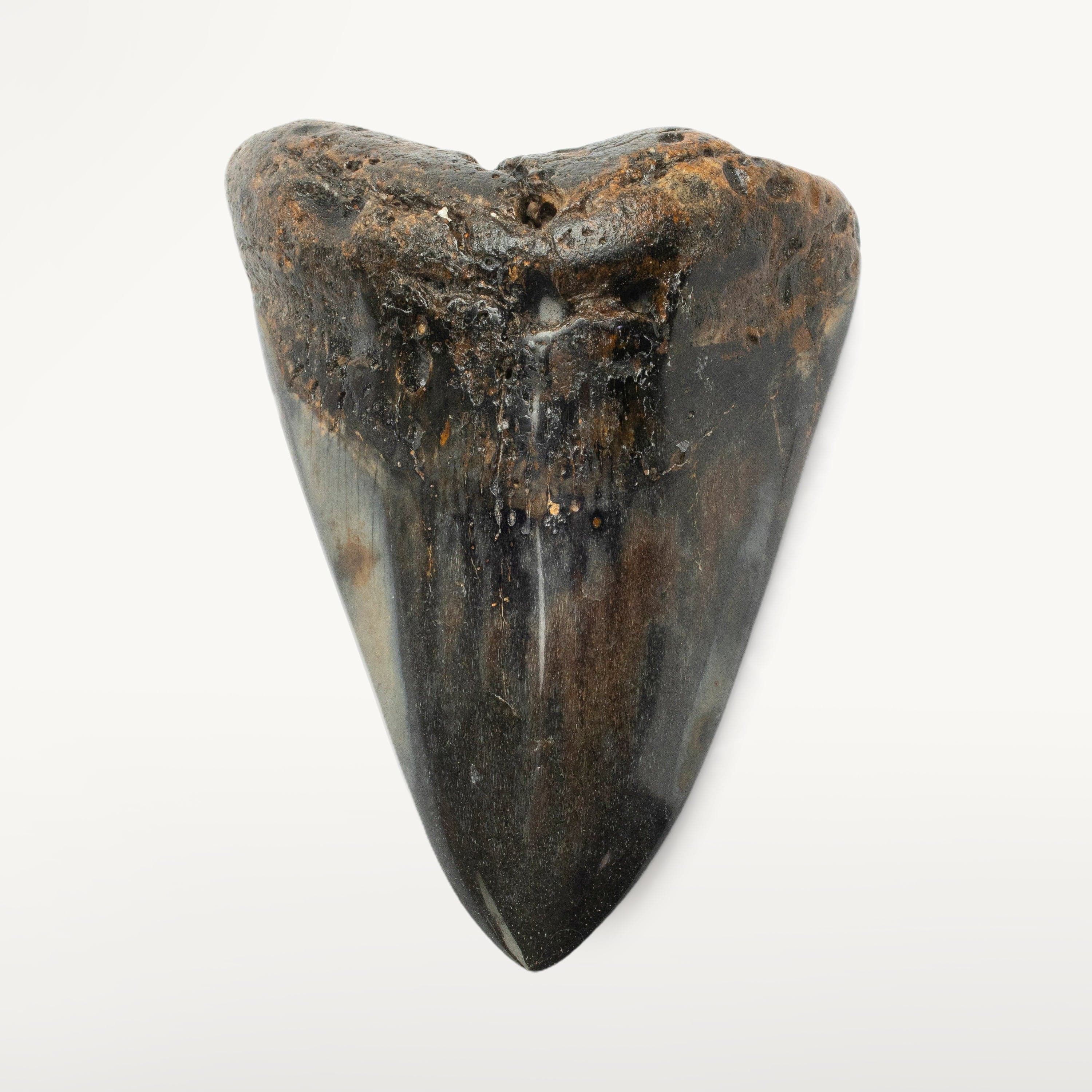 Kalifano Megalodon Teeth Megalodon Tooth from South Carolina - 4.1" ST2000.093
