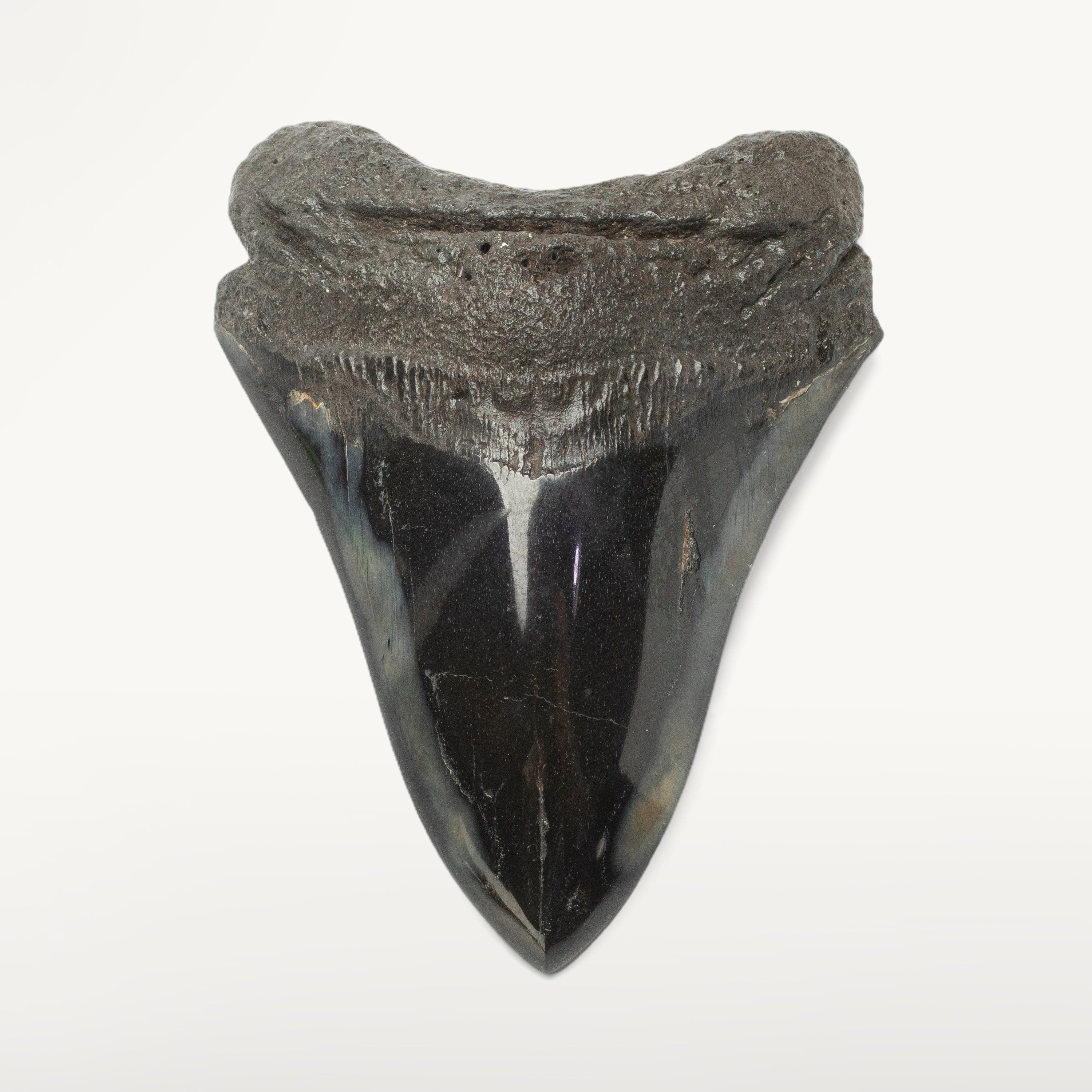 Kalifano Megalodon Teeth Megalodon Tooth from South Carolina - 4.1" ST2000.102
