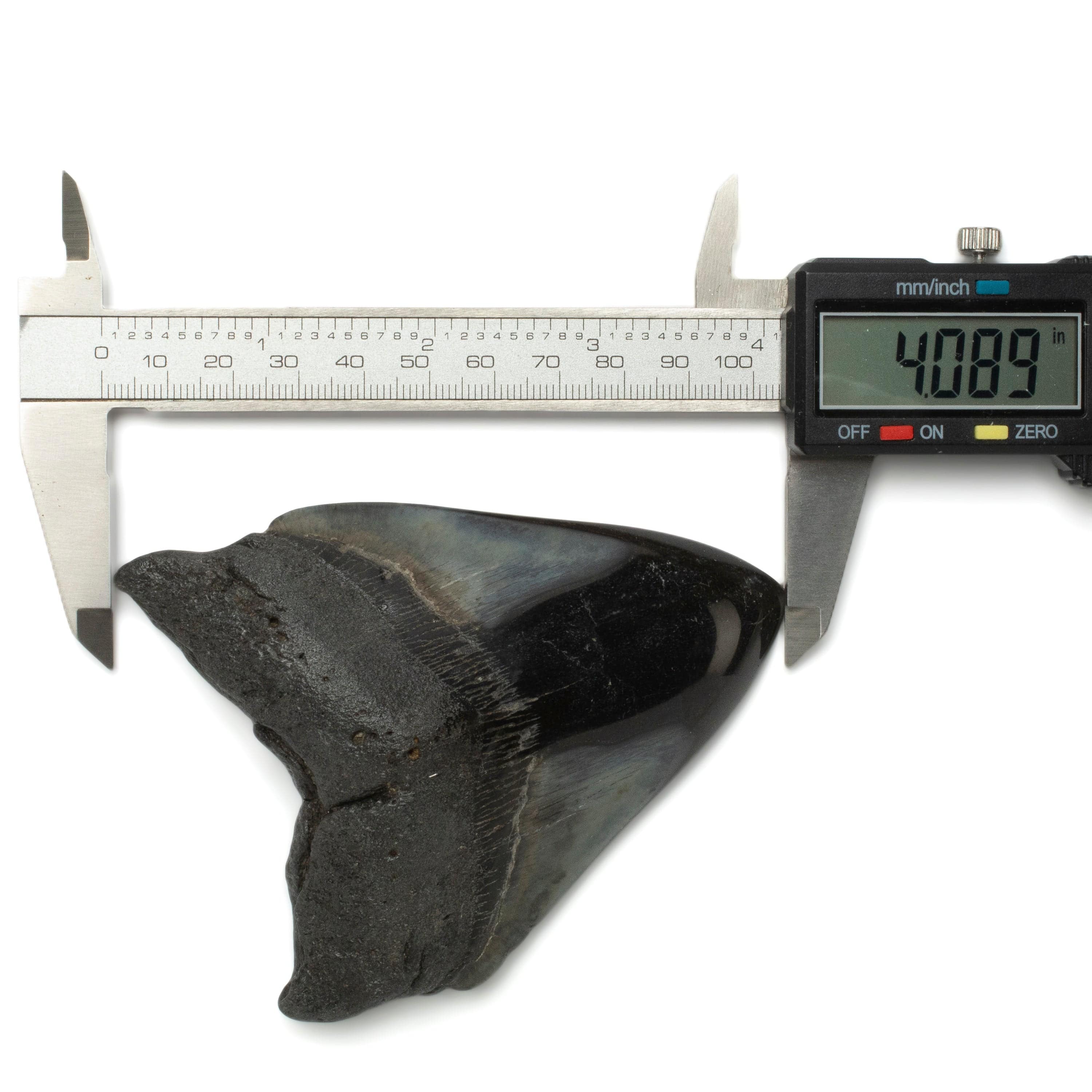 Kalifano Megalodon Teeth Megalodon Tooth from South Carolina - 4.1" ST2000.112