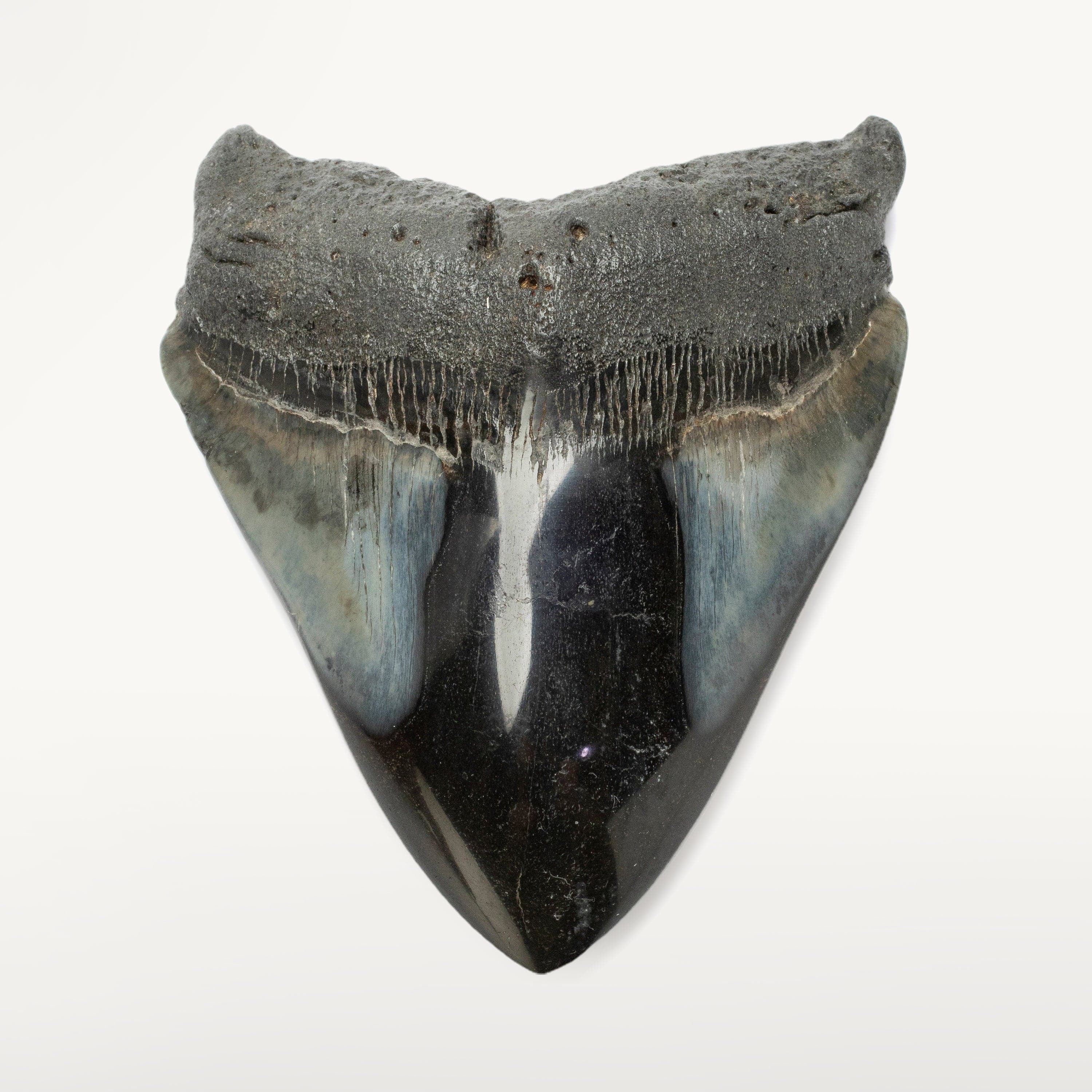Kalifano Megalodon Teeth Megalodon Tooth from South Carolina - 4.1" ST2000.112