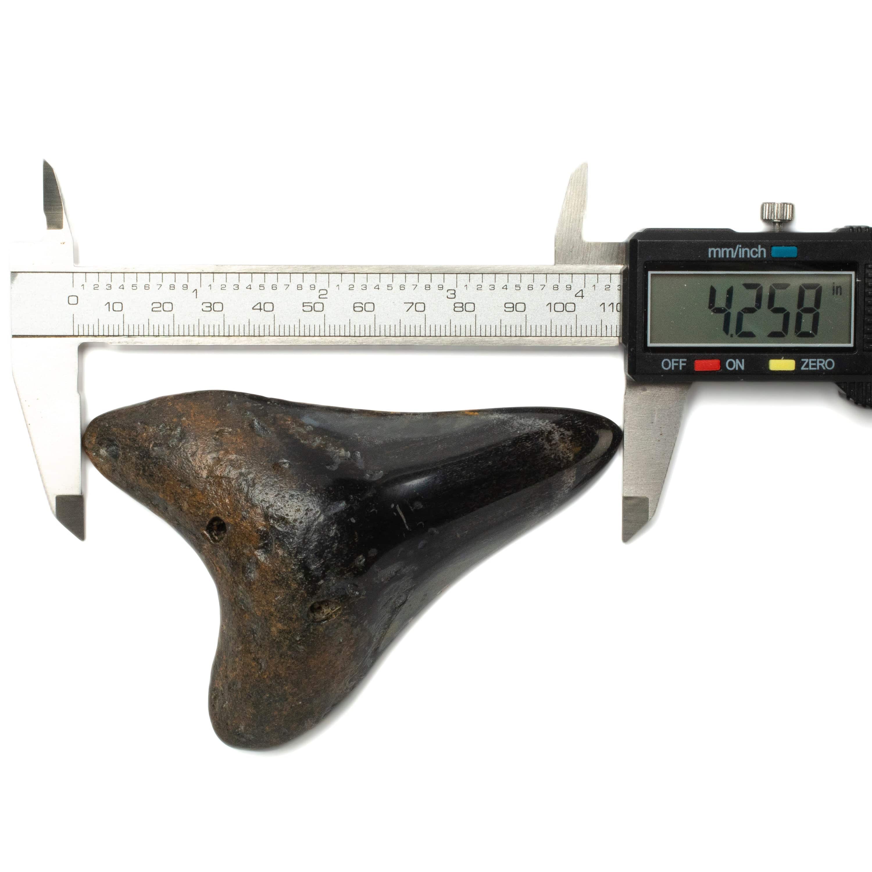 Kalifano Megalodon Teeth Megalodon Tooth from South Carolina - 4.2" ST2000.111