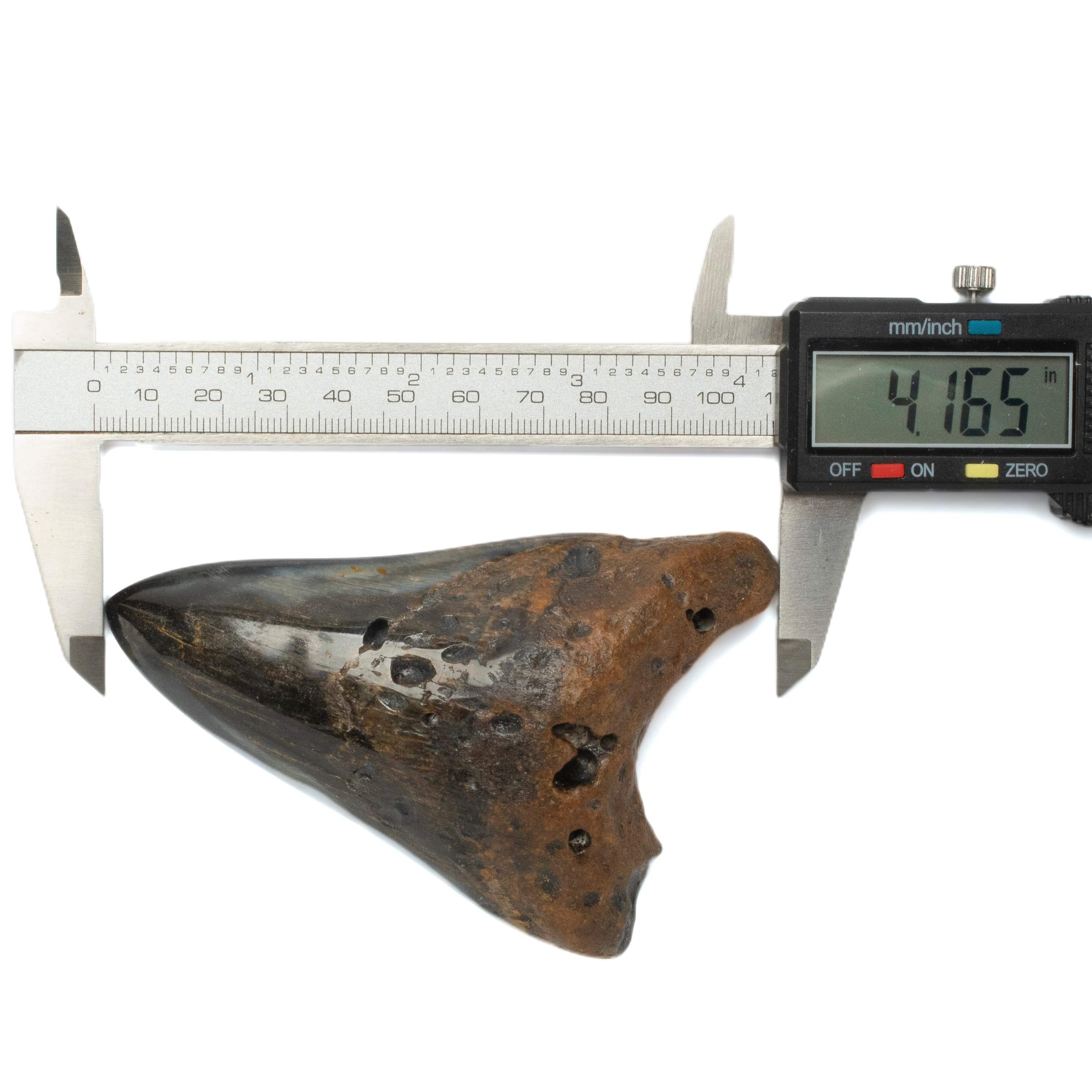 Kalifano Megalodon Teeth Megalodon Tooth from South Carolina - 4.2" ST2000.113