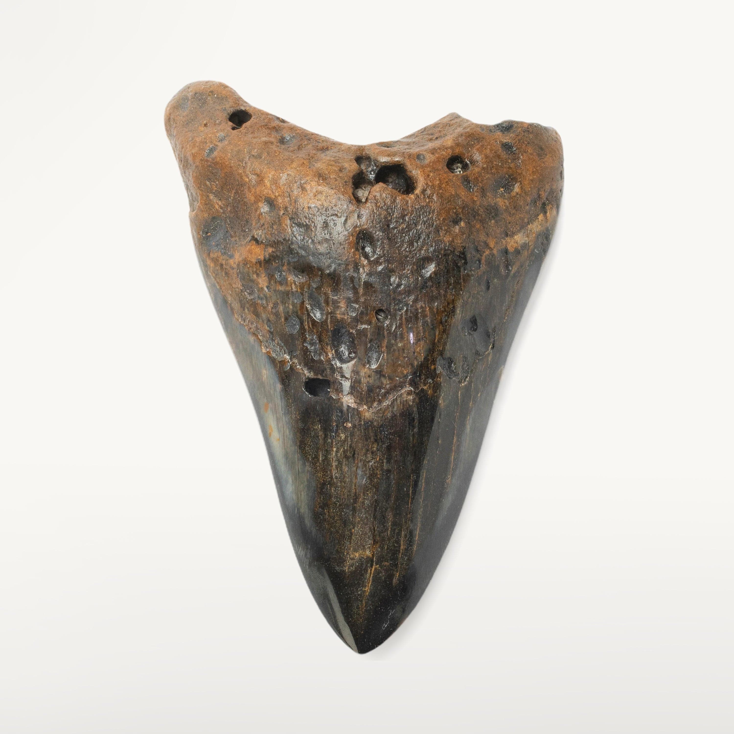 Kalifano Megalodon Teeth Megalodon Tooth from South Carolina - 4.2" ST2000.113