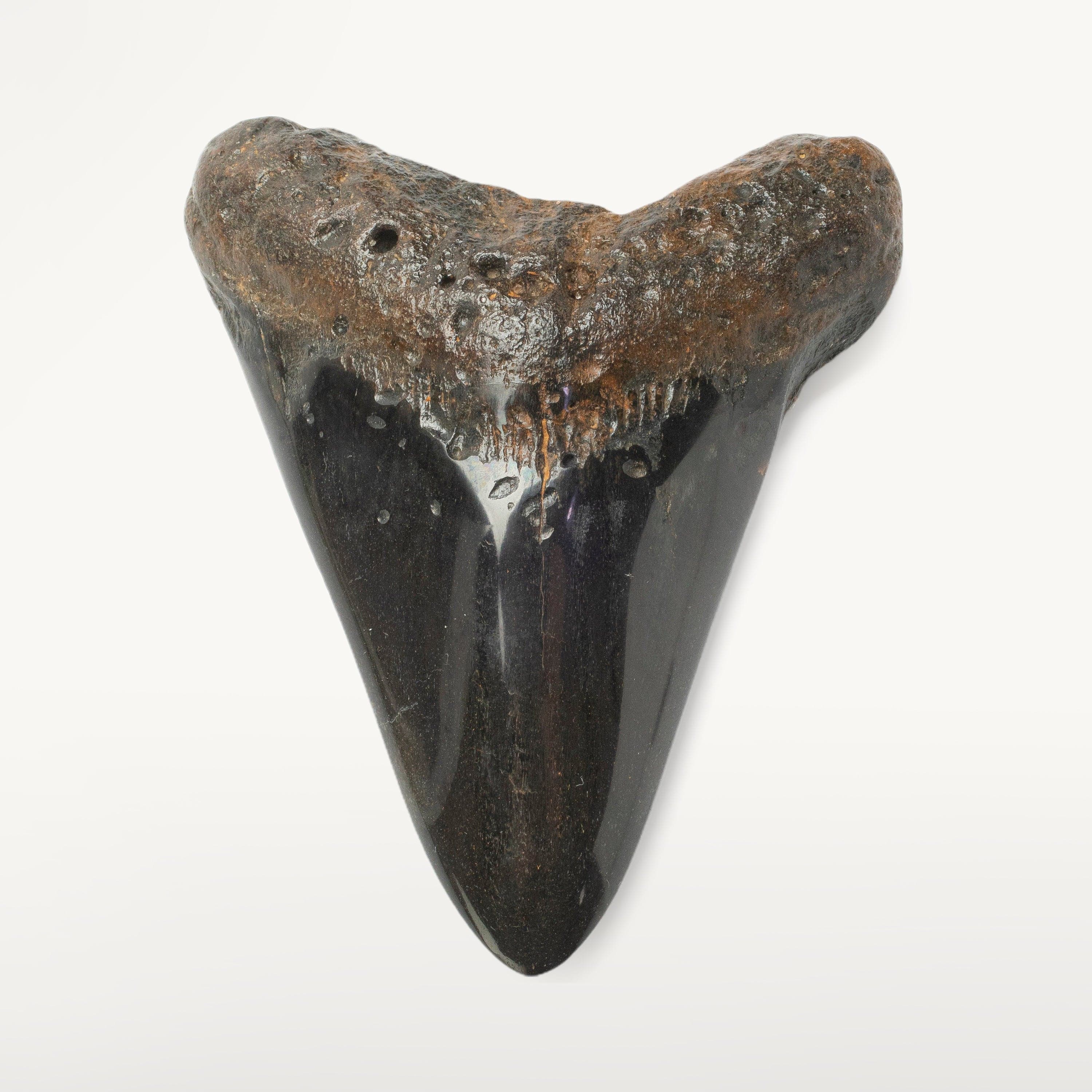 Kalifano Megalodon Teeth Megalodon Tooth from South Carolina - 4.2" ST2000.116
