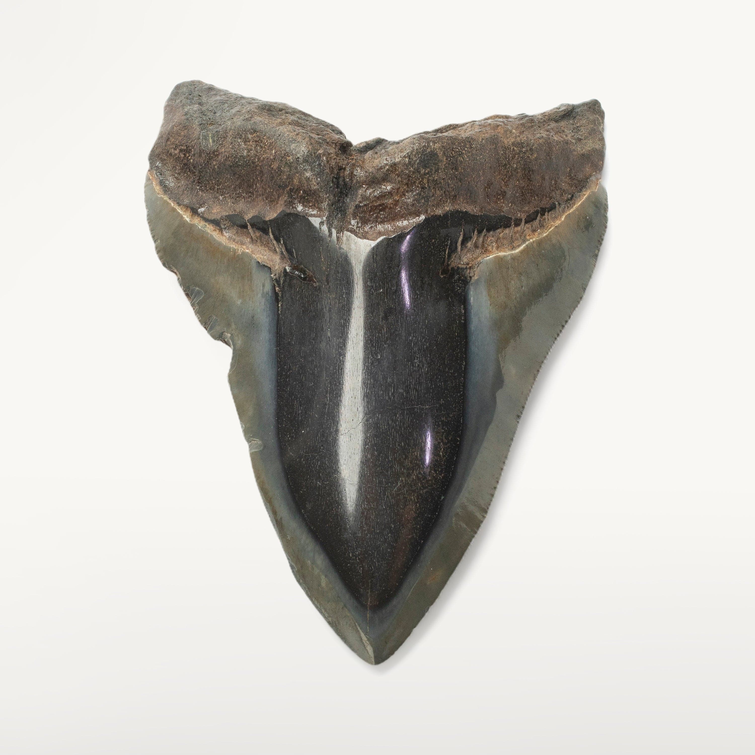 Kalifano Megalodon Teeth Megalodon Tooth from South Carolina - 4.2" ST2000.122