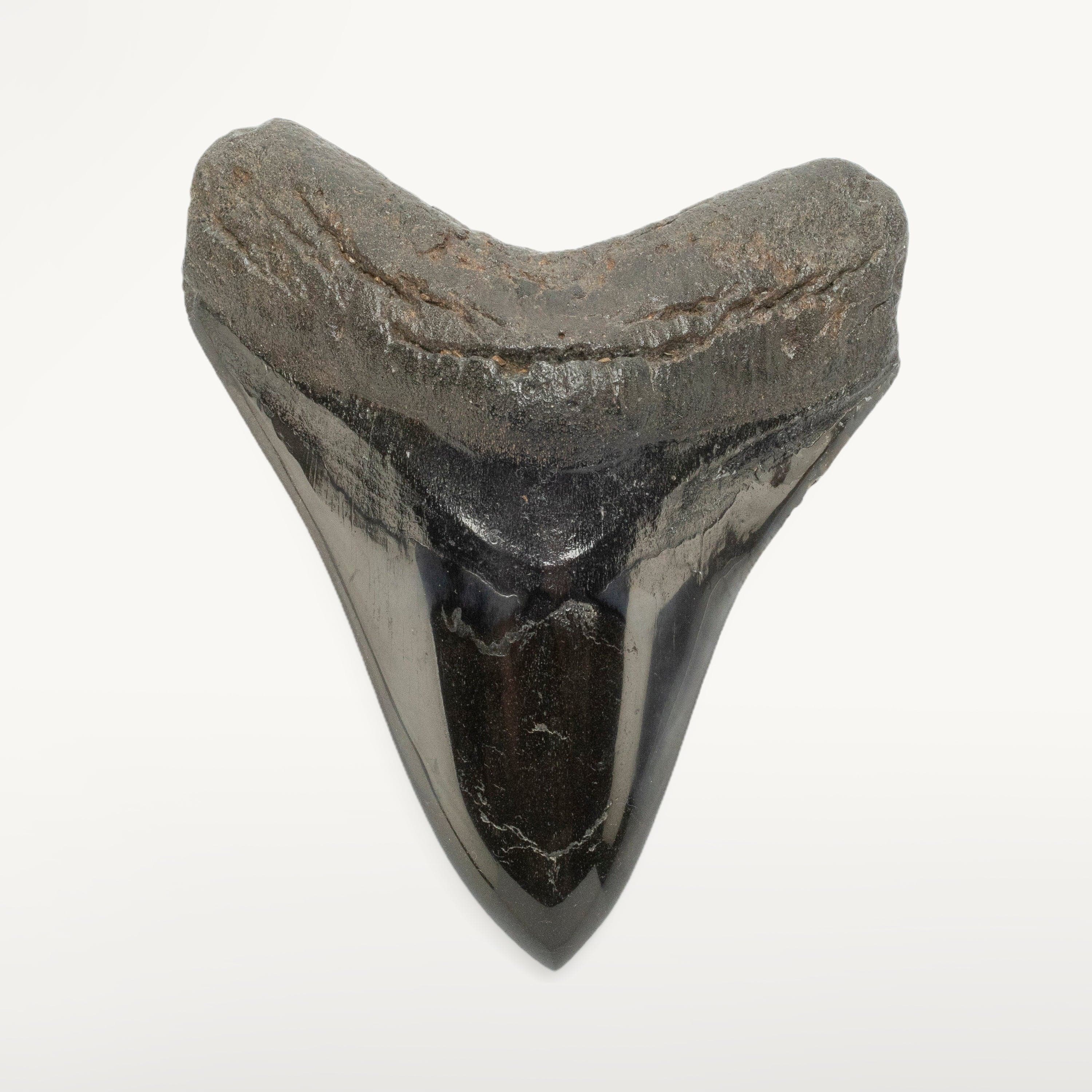 Kalifano Megalodon Teeth Megalodon Tooth from South Carolina - 4.3" ST2000.104