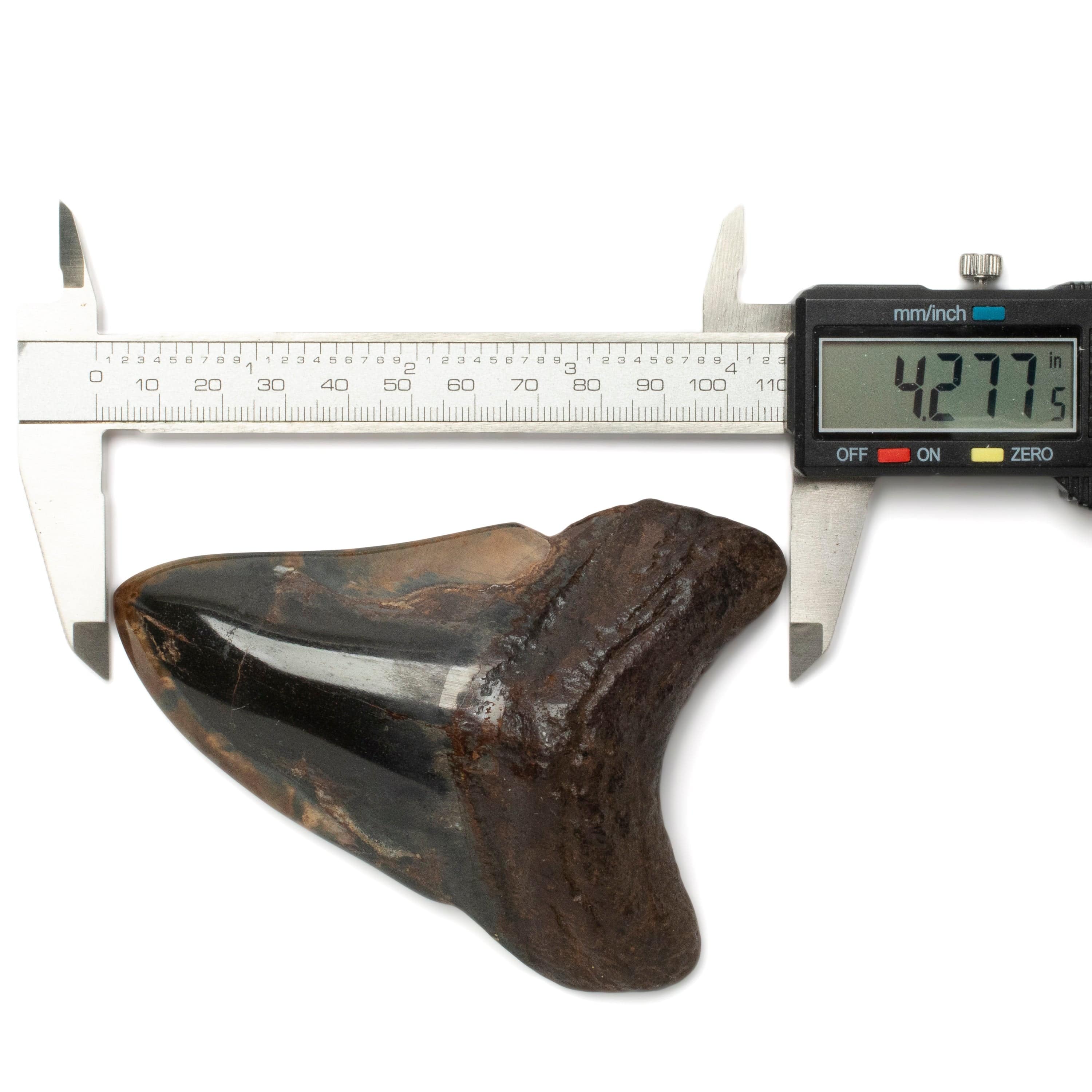 Kalifano Megalodon Teeth Megalodon Tooth from South Carolina - 4.3" ST2000.108
