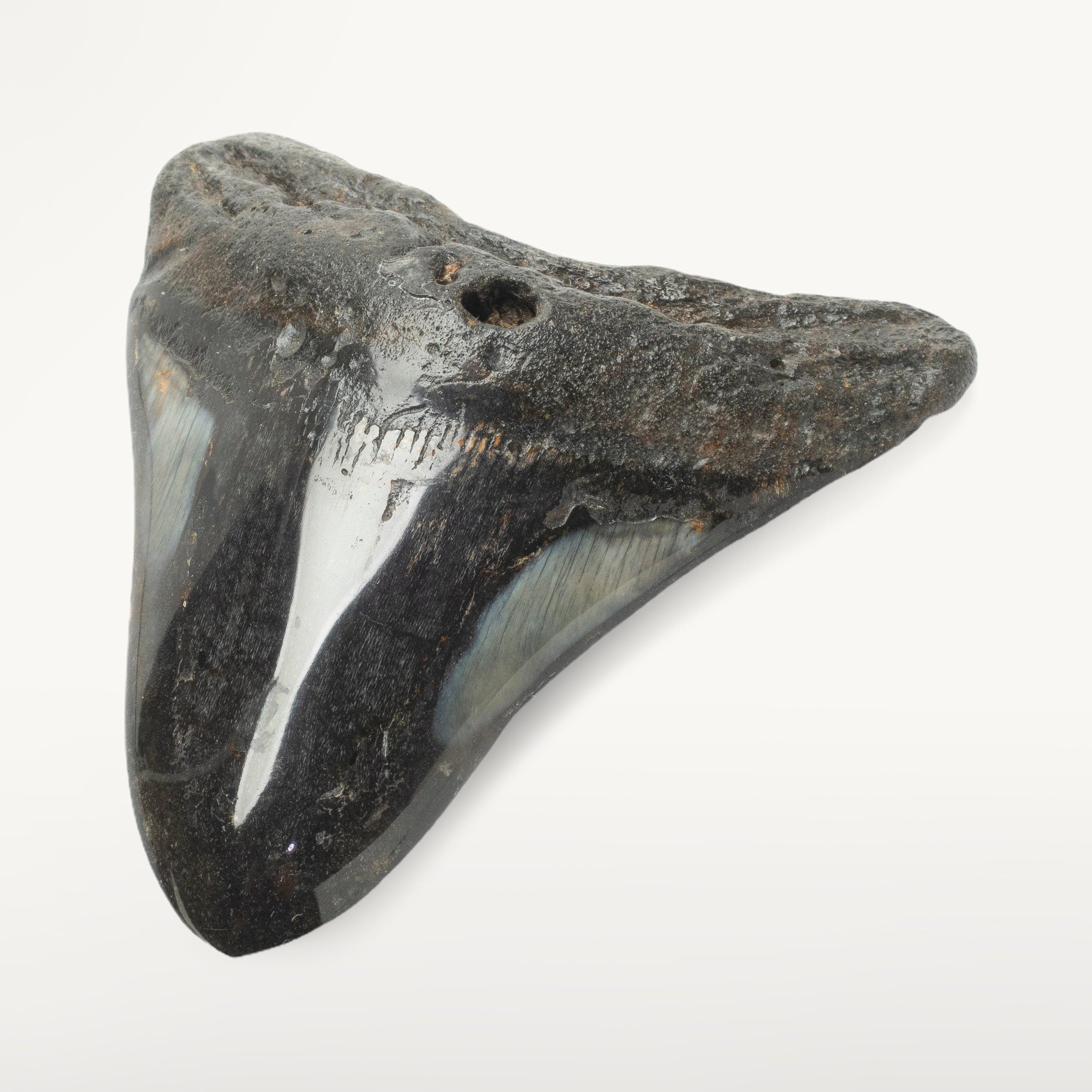 Kalifano Megalodon Teeth Megalodon Tooth from South Carolina - 4.3" ST2000.117