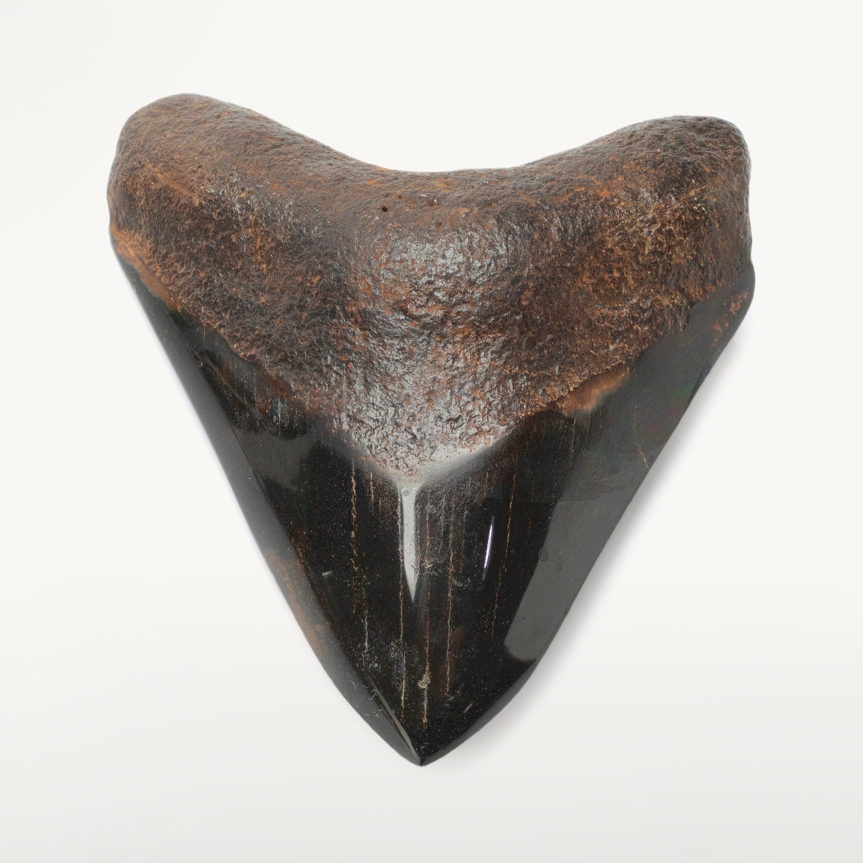 Kalifano Megalodon Teeth Megalodon Tooth from South Carolina - 4.3" ST2000.119