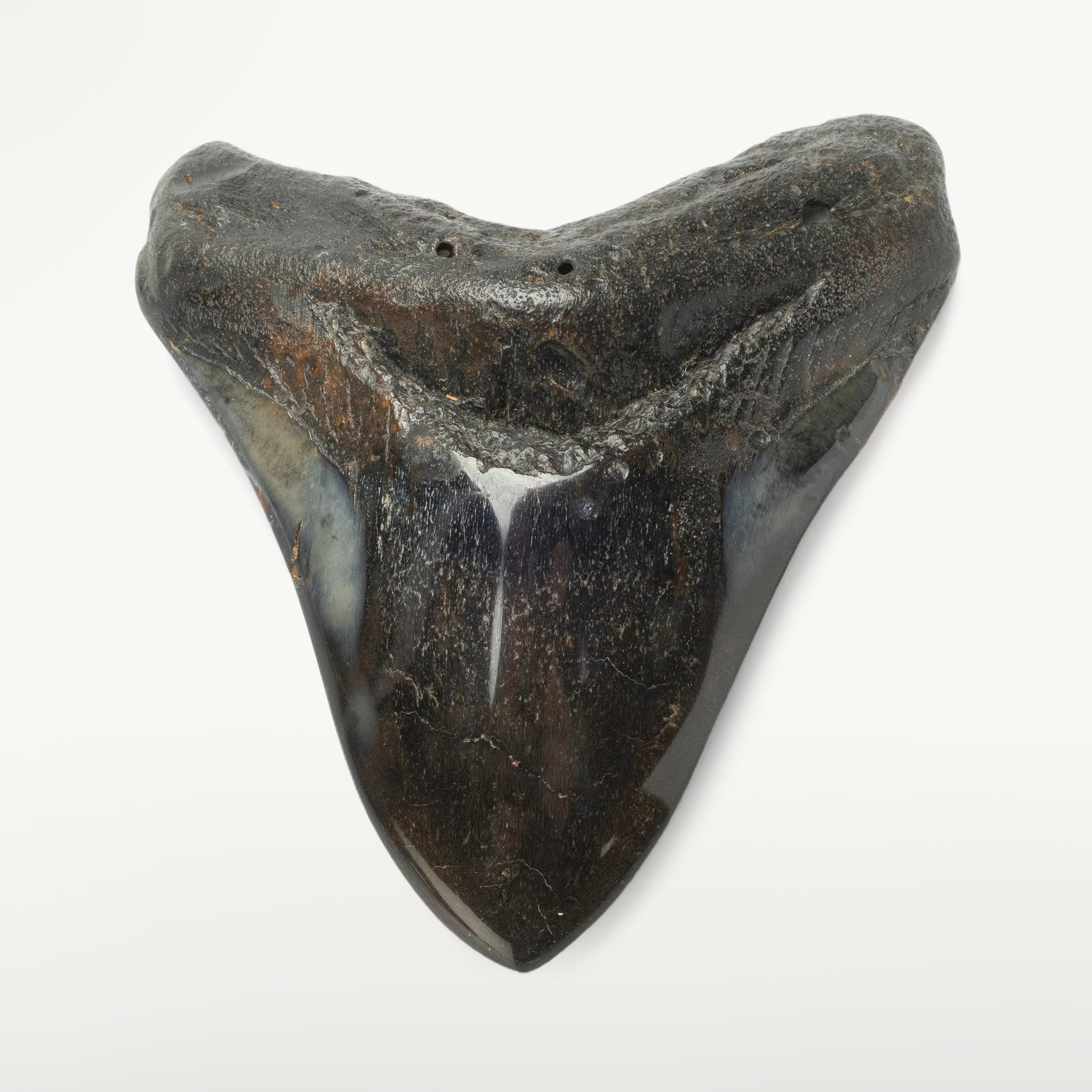 Kalifano Megalodon Teeth Megalodon Tooth from South Carolina - 4.3" ST2000.121