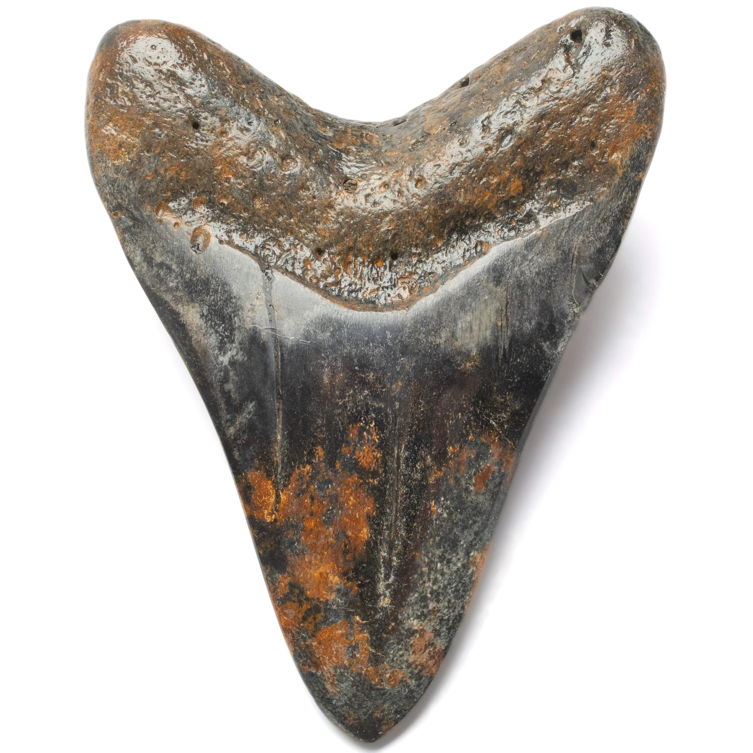 Kalifano Megalodon Teeth Megalodon Tooth from South Carolina - 4.4" ST2000.109