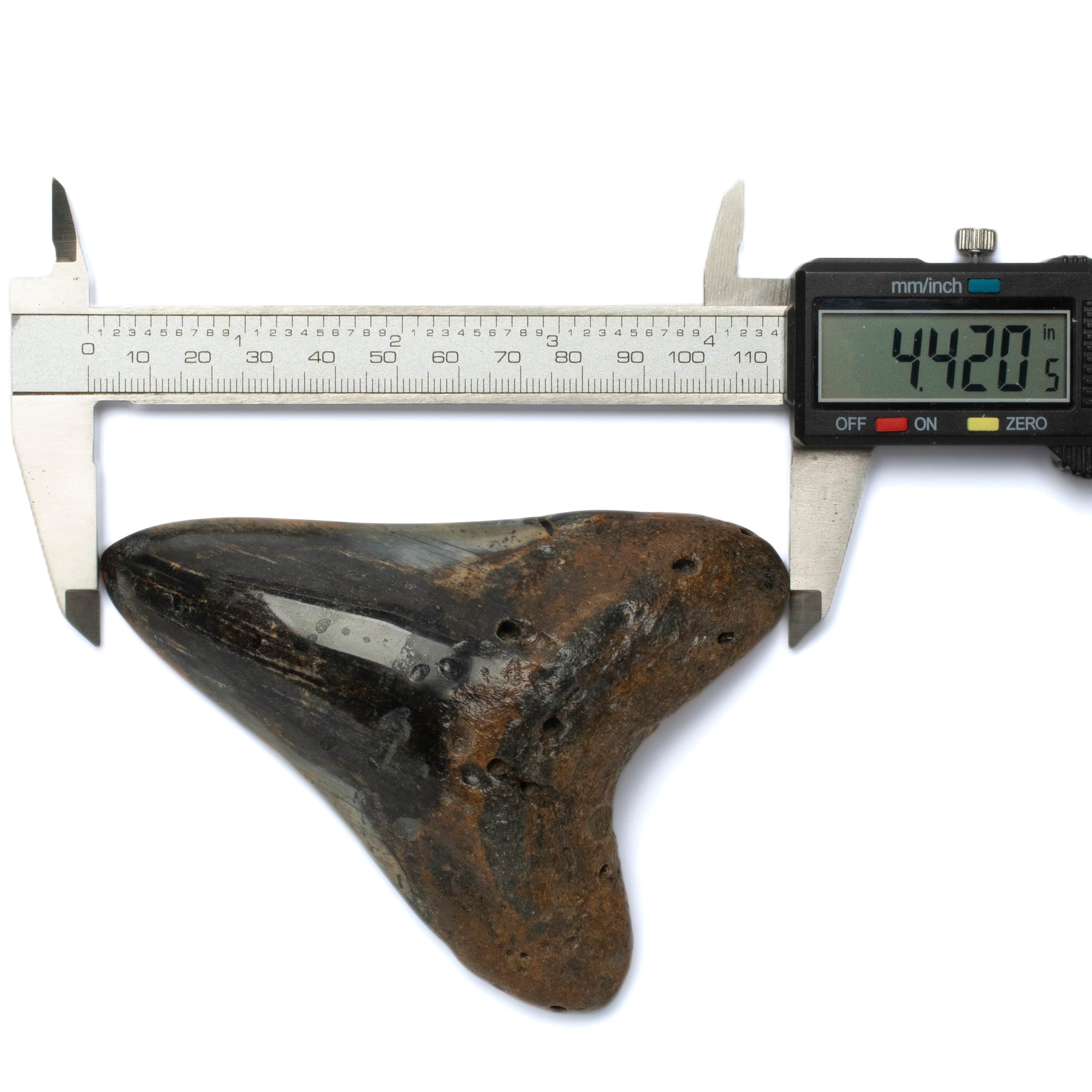 Kalifano Megalodon Teeth Megalodon Tooth from South Carolina - 4.4" ST2000.109