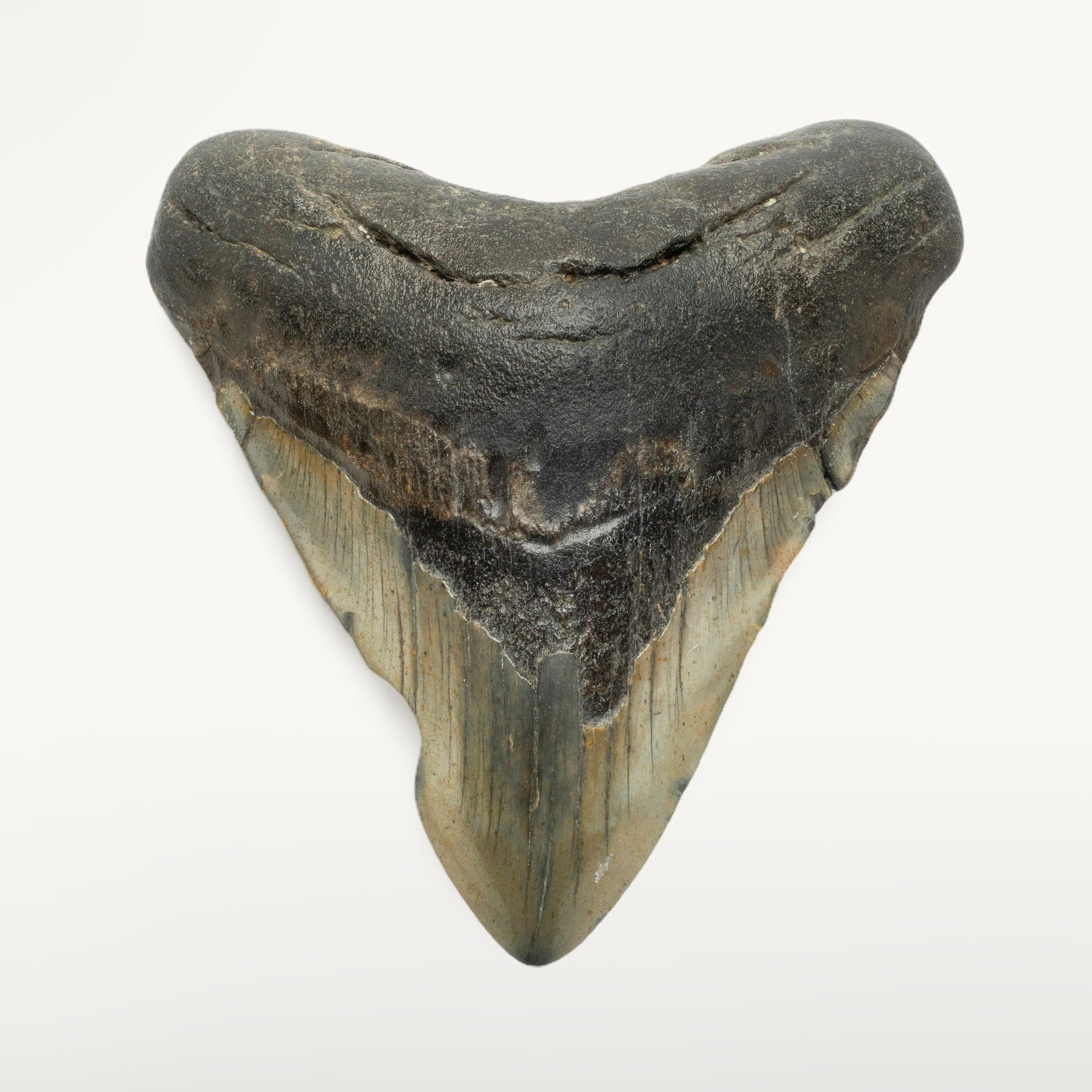 Kalifano Megalodon Teeth Megalodon Tooth from South Carolina - 4.9" ST2100.001