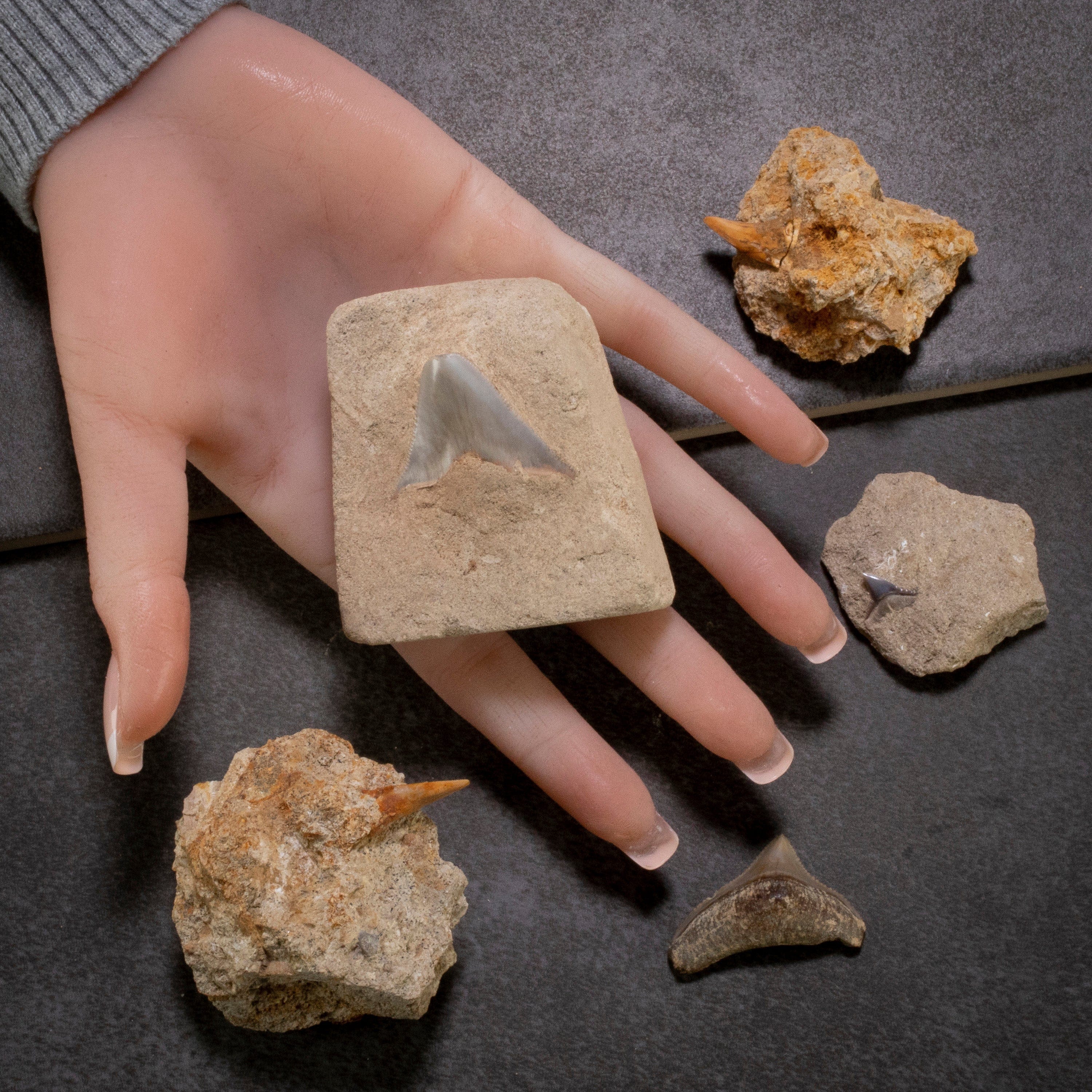 Kalifano Megalodon Teeth Natural 5 Piece Baby Megalodon Tooth Collection from Indonesia IST1200.006