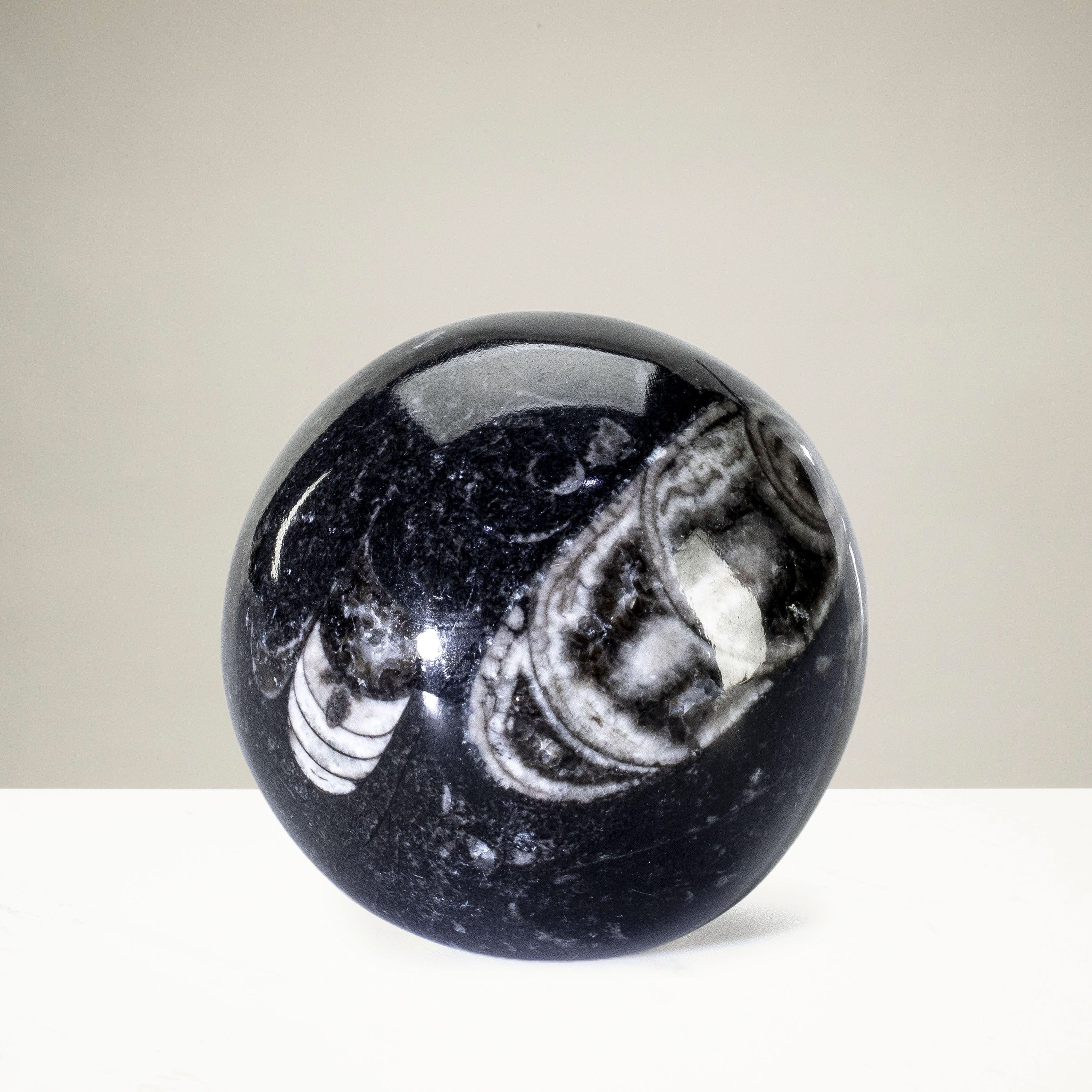 Kalifano Orthoceras Orthoceras Sphere Carving from Morocco OR60-SP
