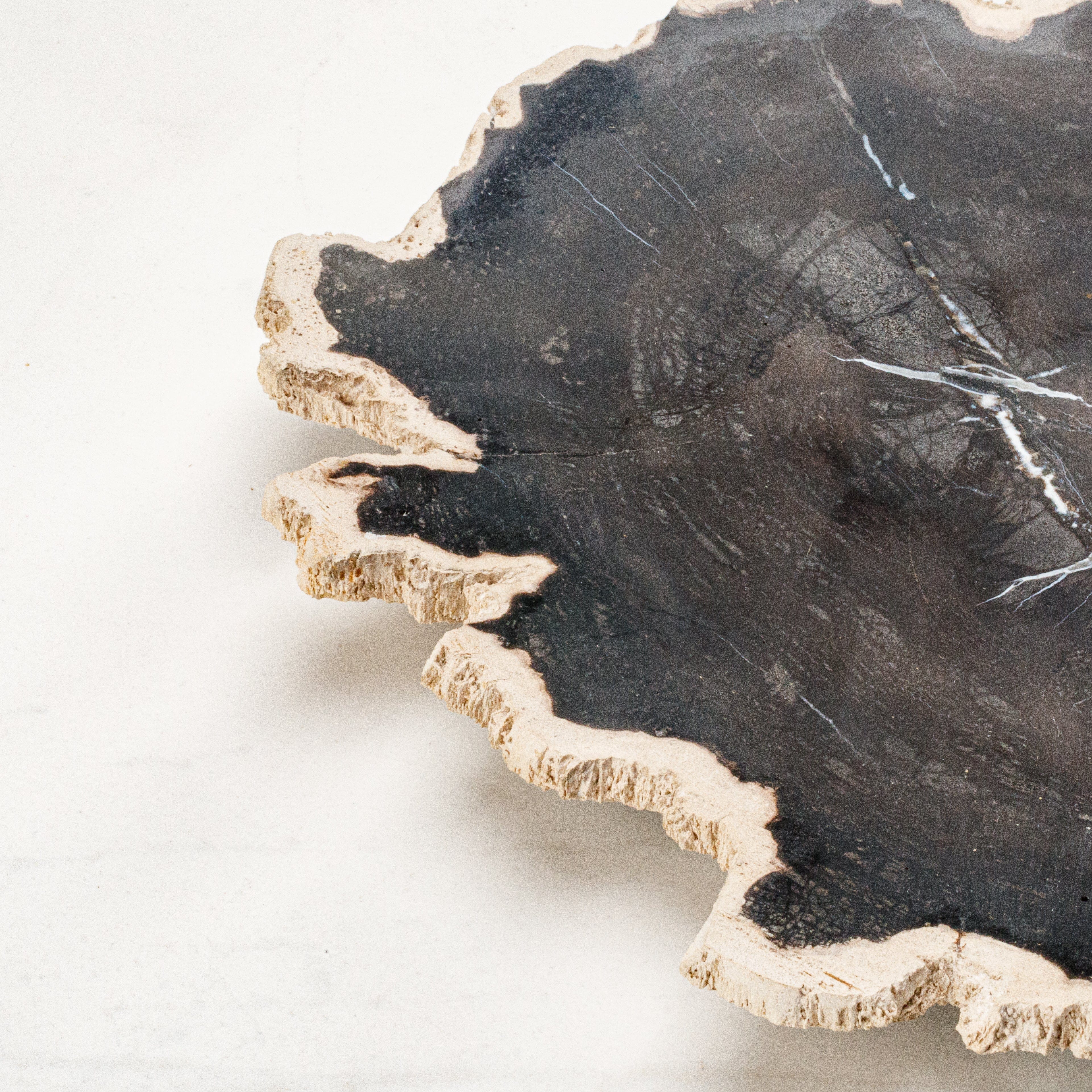Kalifano Petrified Wood 12" Black Petrified Wood Plate PWPL400-BK