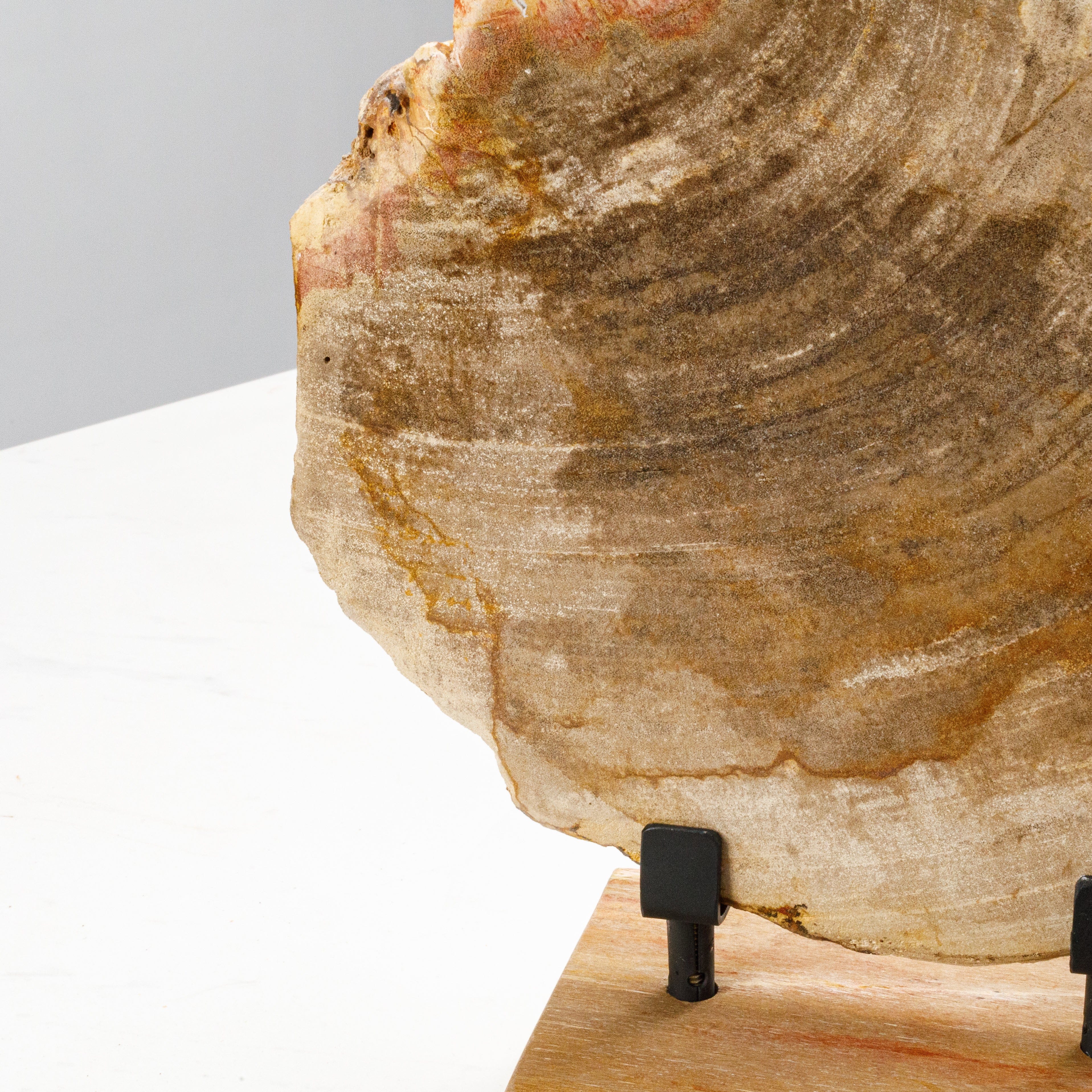 Kalifano Petrified Wood 12" Brown Petrified Wood Slice on Stand PWSS350-BN