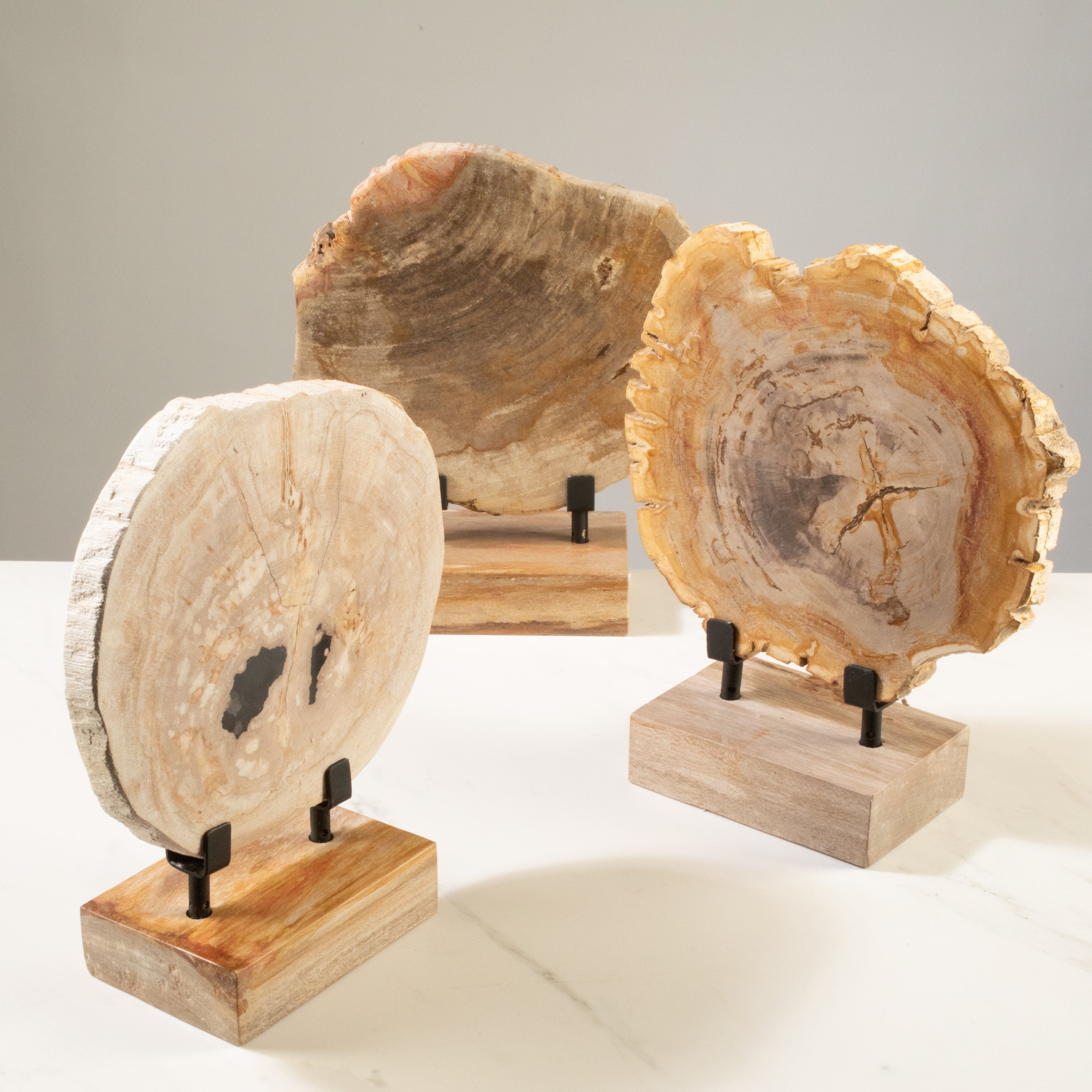 Kalifano Petrified Wood 12" Brown Petrified Wood Slice on Stand PWSS350-BN