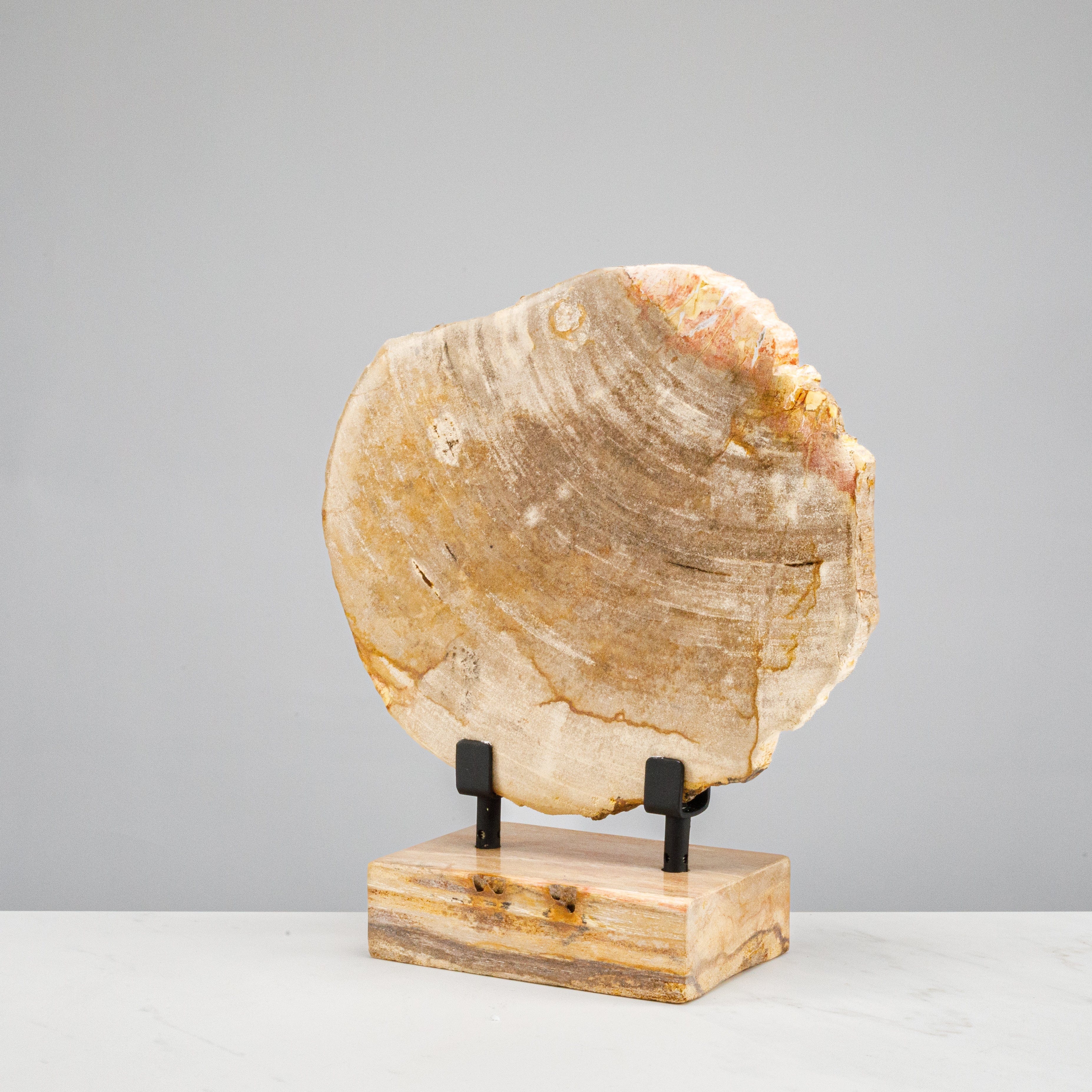Kalifano Petrified Wood 12" Brown Petrified Wood Slice on Stand PWSS350-BN