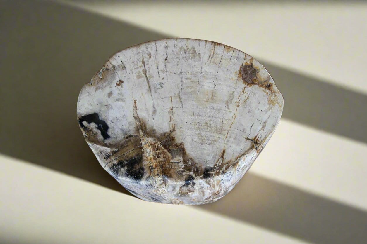Kalifano Petrified Wood Petrified Wood Round Stump 17" / 196 lbs PWS3600.011