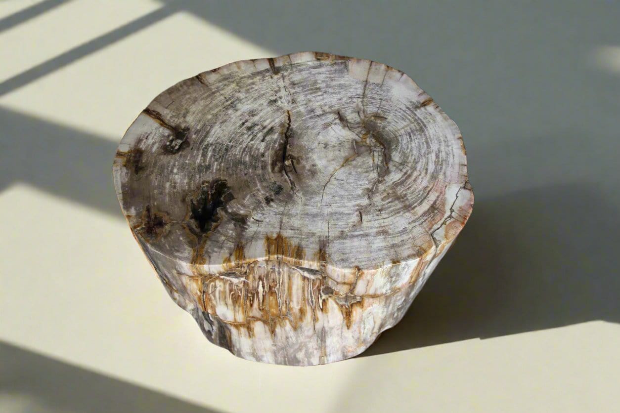 Kalifano Petrified Wood Petrified Wood Round Stump 20" / 416 lbs PWS7600.002