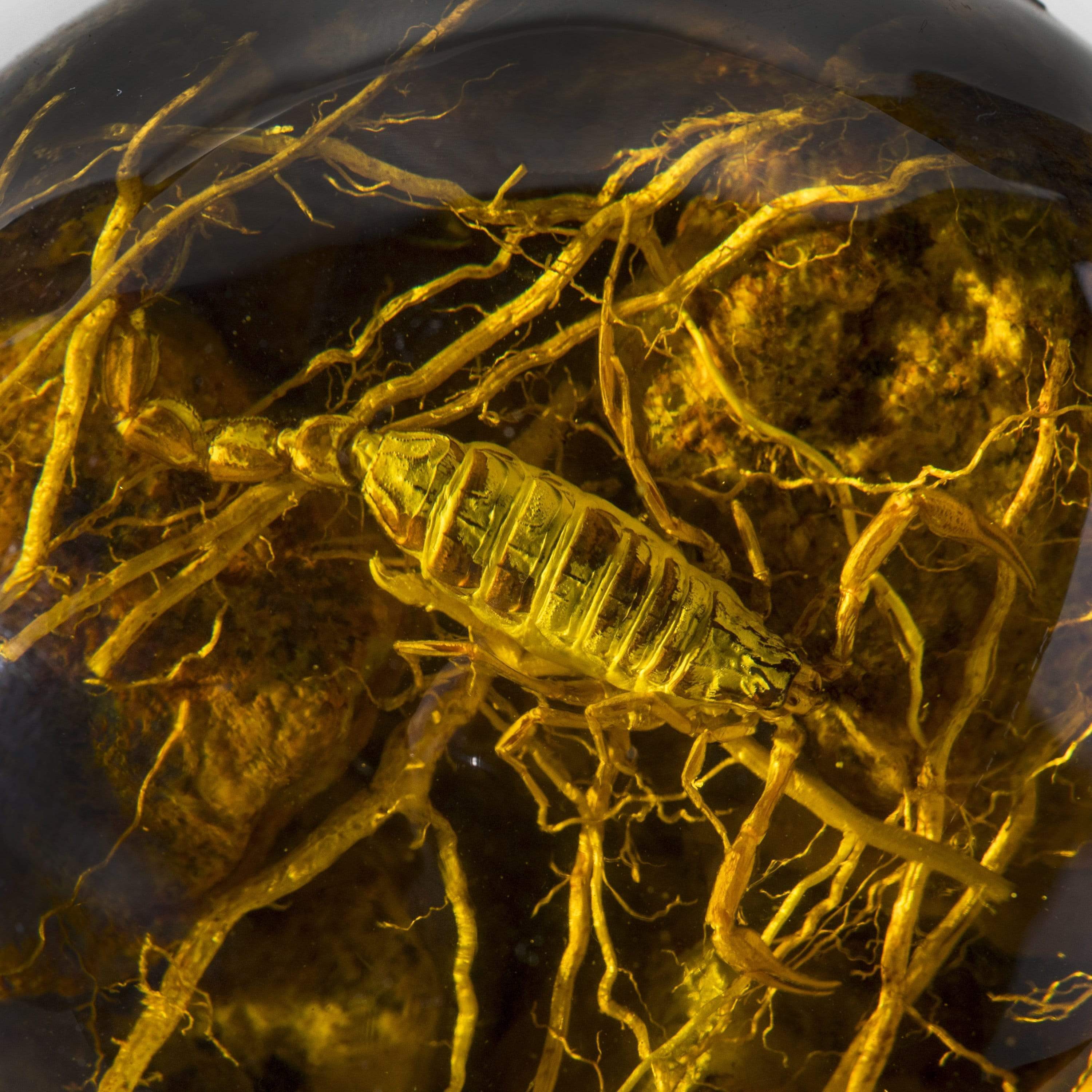 Kalifano Fossils & Minerals AMB400 - Cultured Amber Sphere w/ Scorpio AMB400