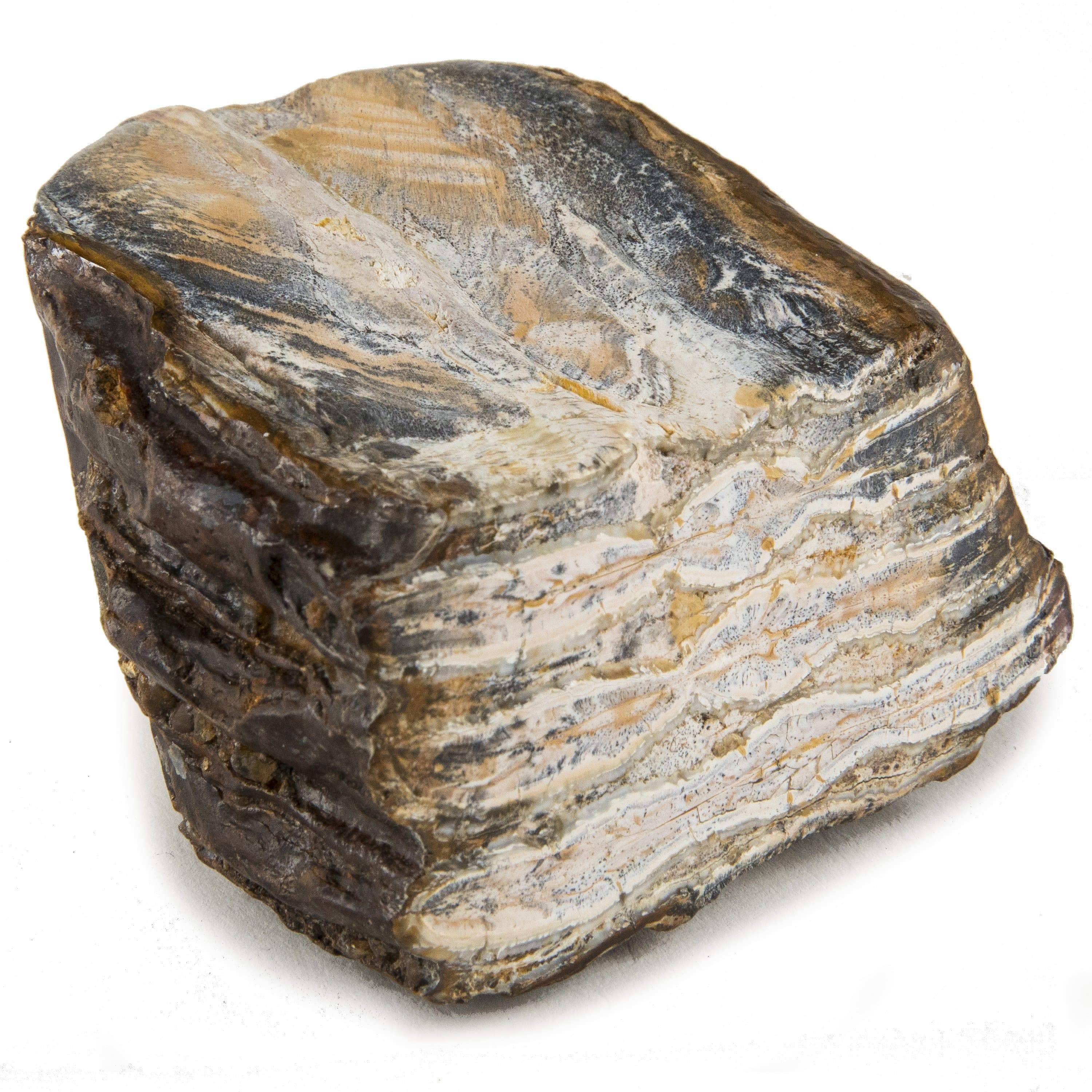 Kalifano Mammoth Molars Authentic Polished Columbian Mammoth Molar Section - 2.75 in WM800.002