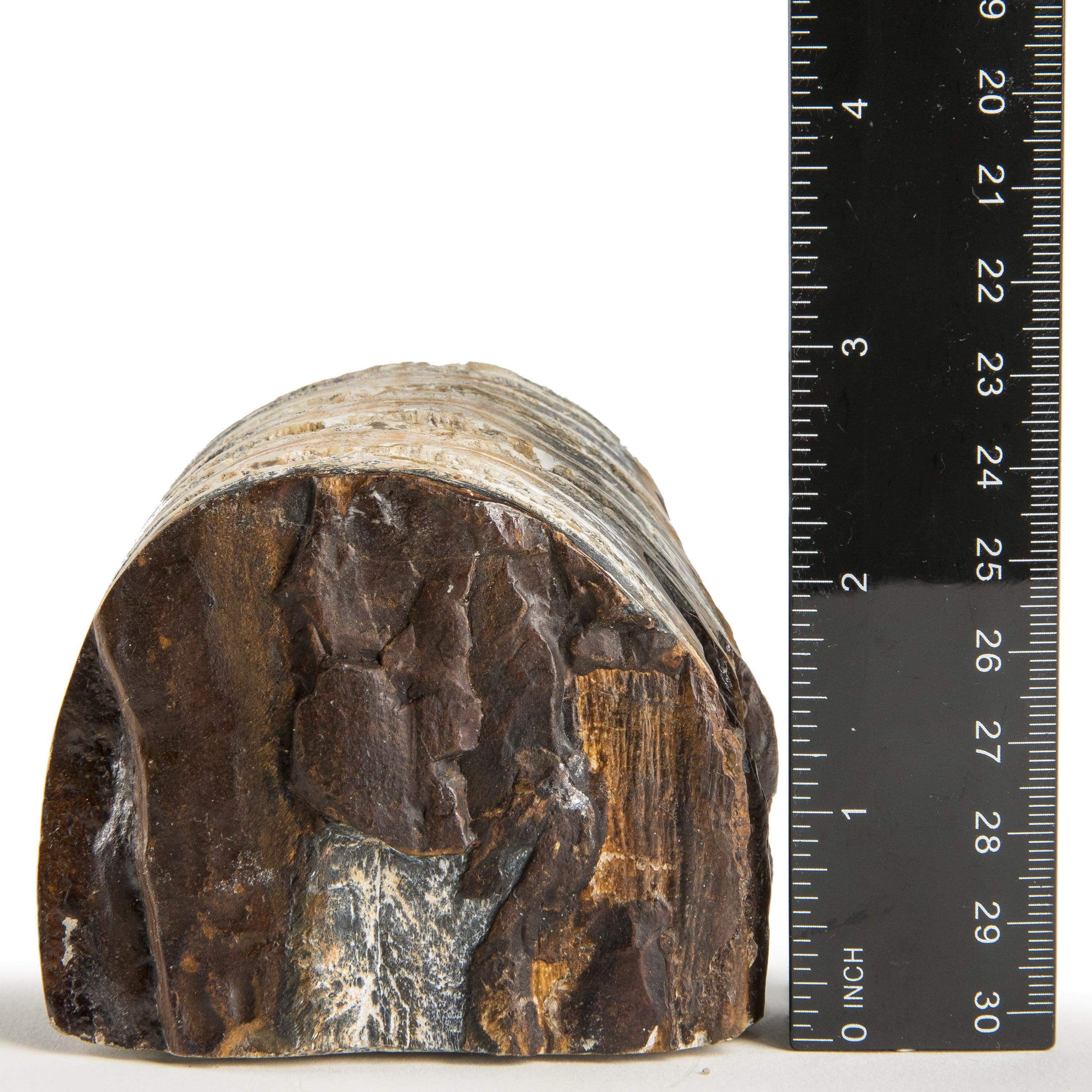 Kalifano Mammoth Molars Authentic Polished Columbian Mammoth Molar Section - 2.75 in WM800.002