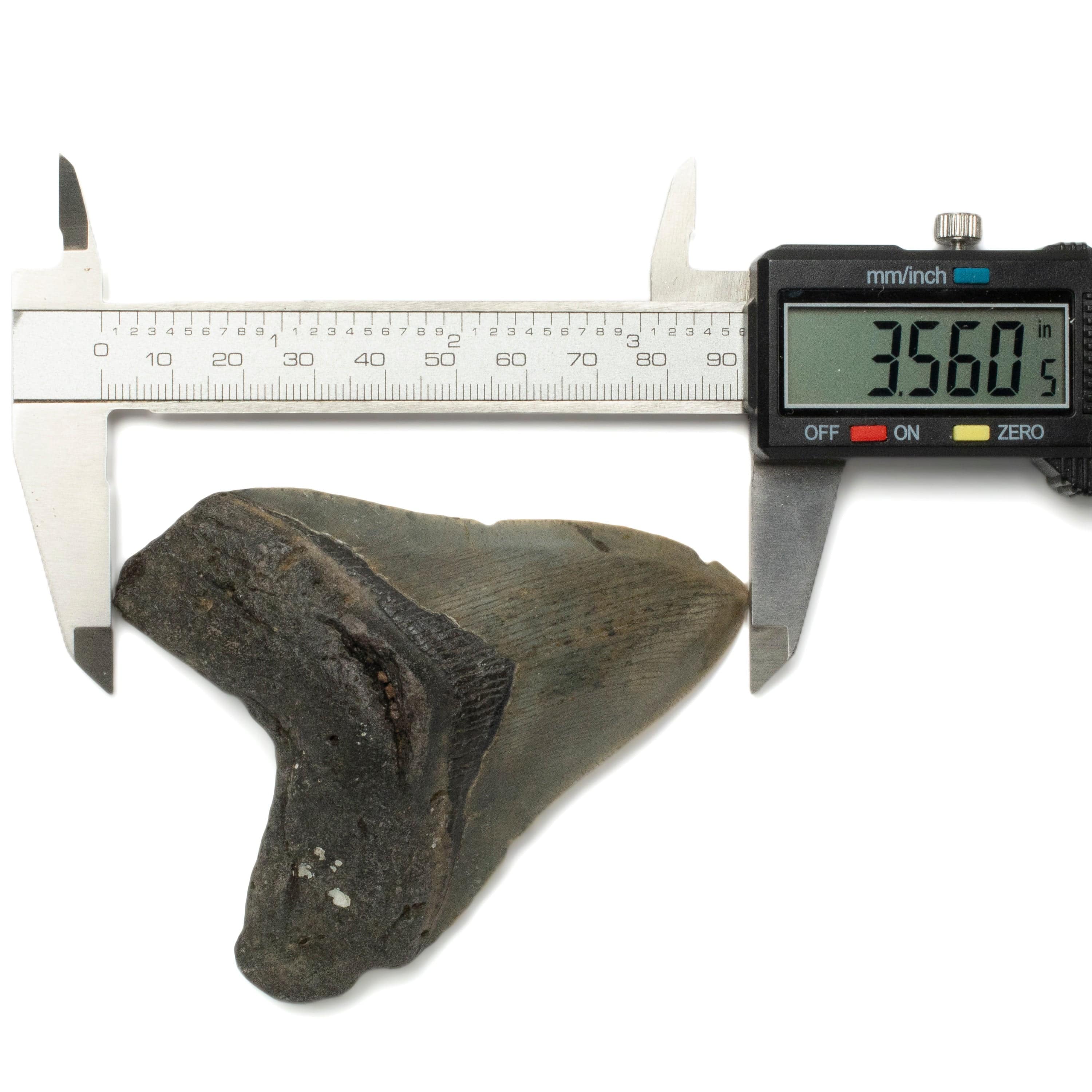 Kalifano Megalodon Teeth Megalodon Tooth from South Carolina - 3.5" ST1400.041