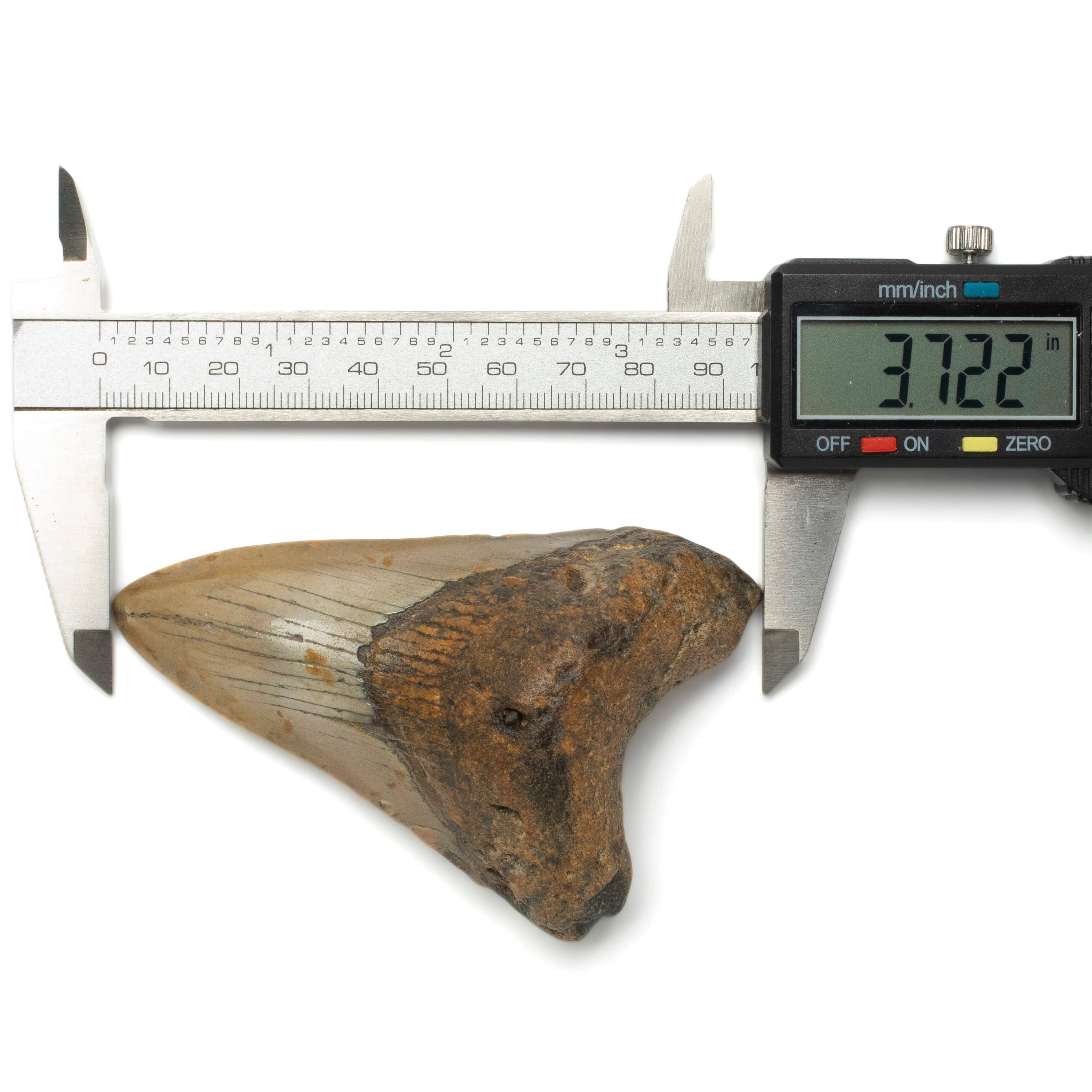 Kalifano Megalodon Teeth Megalodon Tooth from South Carolina - 3.6" ST1400.033