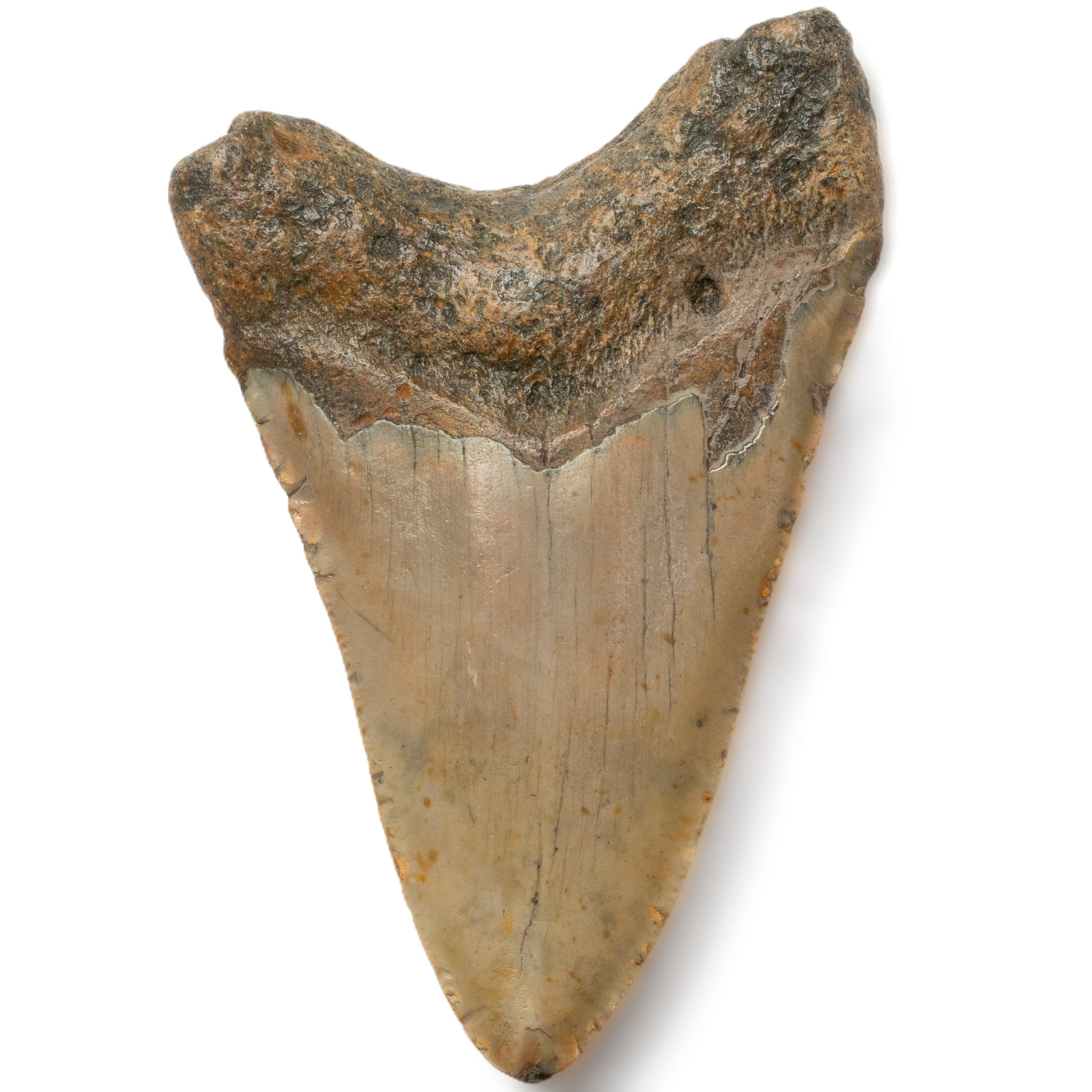 Kalifano Megalodon Teeth Megalodon Tooth from South Carolina - 3.6" ST1400.033