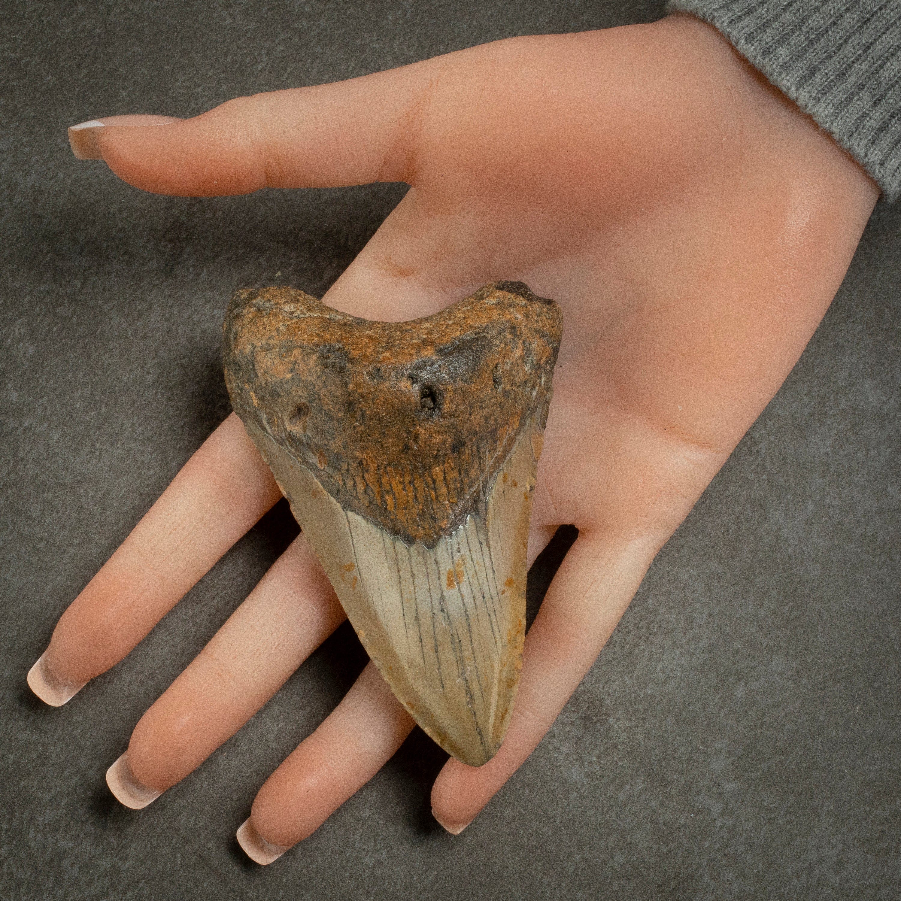 Kalifano Megalodon Teeth Megalodon Tooth from South Carolina - 3.6" ST1400.033
