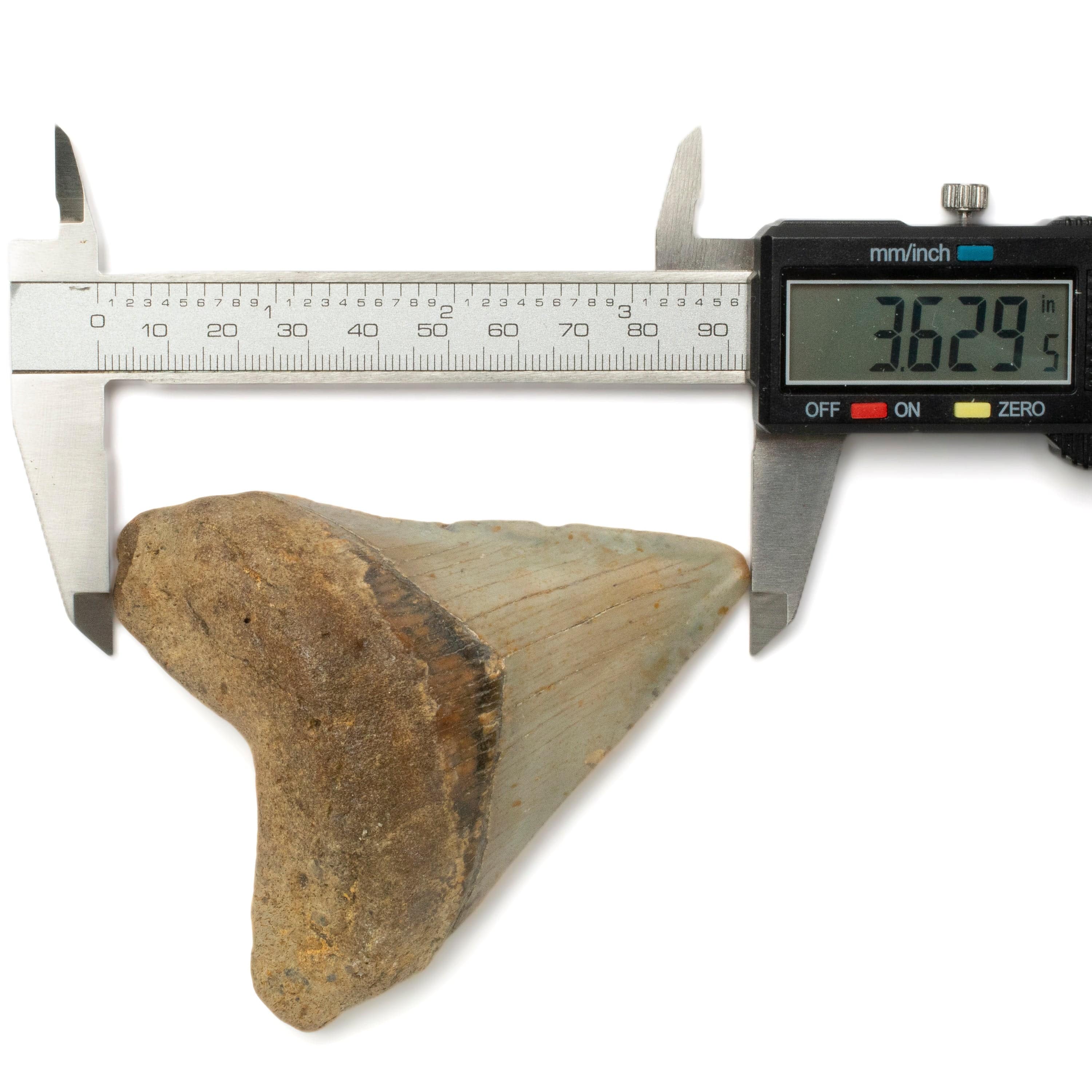 Kalifano Megalodon Teeth Megalodon Tooth from South Carolina - 3.6" ST1600.026